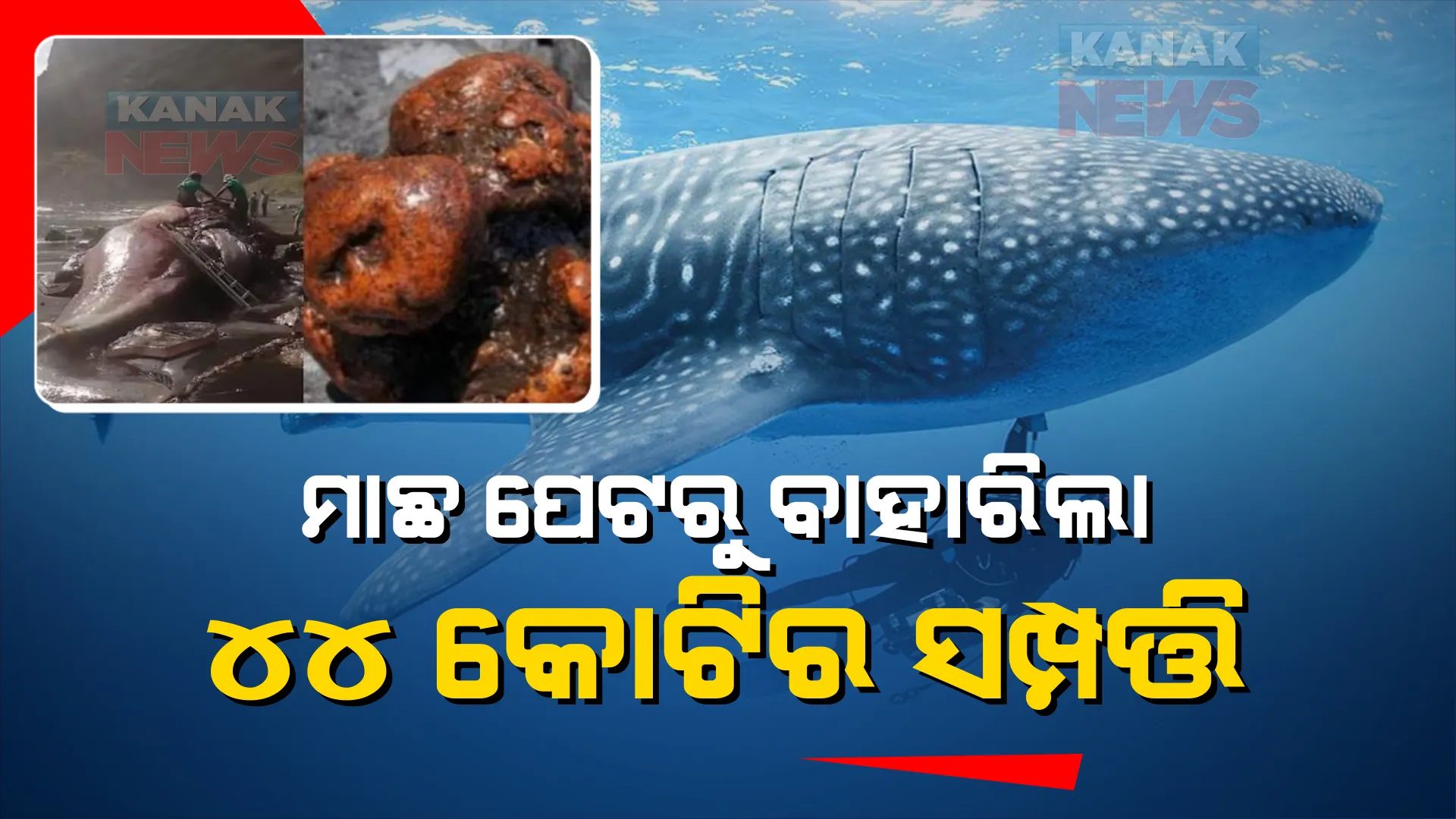 ମାଛ ପେଟରୁ ବାହାରିଲା ୪୪ କୋଟି ଟଙ୍କାର ସମ୍ପତ୍ତି । ବୈଜ୍ଞାନିକ ଦେଖିବା ପରେ ହୋଇଗଲେ ଆଶ୍ଚର୍ଯ୍ୟ । ଜାଣନ୍ତୁ କଣ ଏହି ଅମୂଲ୍ୟ ସମ୍ପତ୍ତି