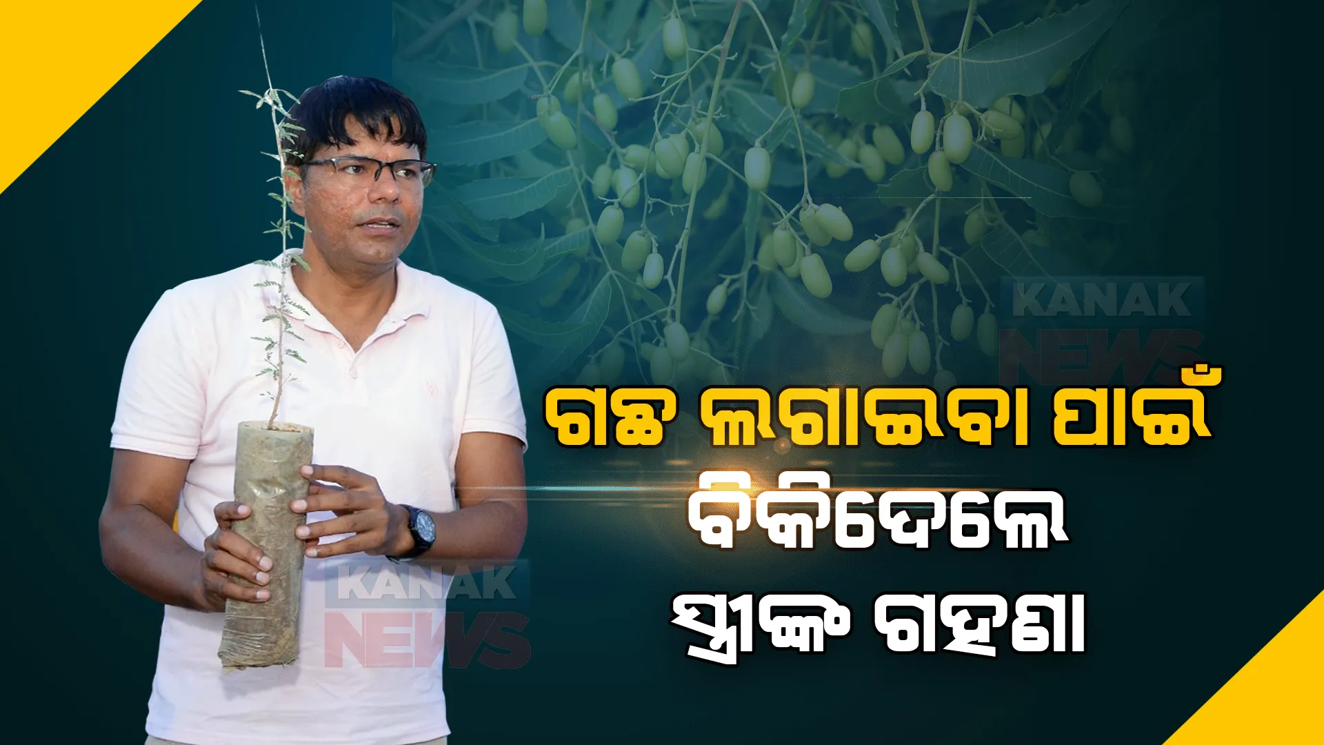 ବୃକ୍ଷ ବନ୍ଧୁଙ୍କ କାହାଣୀ । ଗଛ ଲଗାଇବା ନିଶାରେ ବିକିଦେଲେ ସ୍ତ୍ରୀଙ୍କ ଗହଣା । ସେହି ଗଛ ଆଜି ବିଶ୍ୱରେ ଦେଇଛି ସ୍ୱତନ୍ତ୍ର ପରିଚିୟ