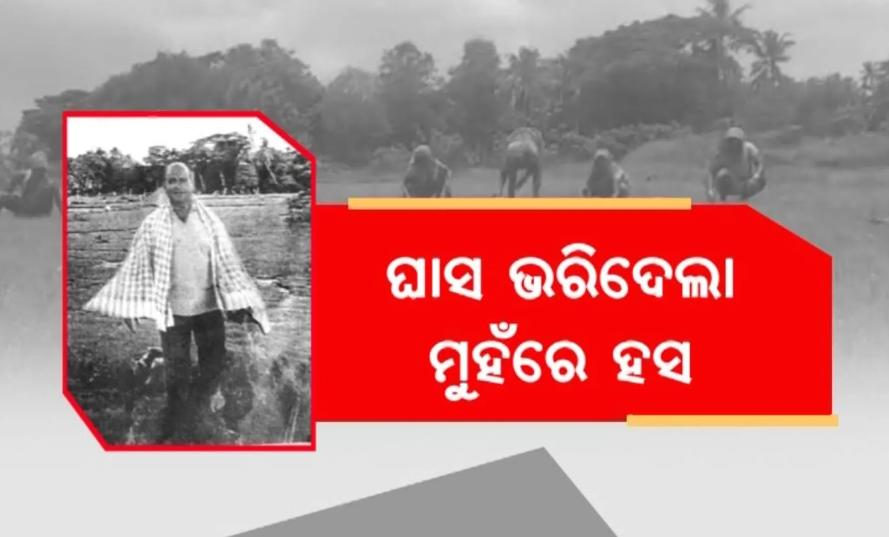 ଘାସ ଫୁଟାଇଲା ମୁହଁରେ ହସ । ଲନ୍ ଘାସ ଚାଷକରି ଲକ୍ଷପତି ହେଲେ ଖୋର୍ଦ୍ଧାର ତପନଜ୍ୟୋତି