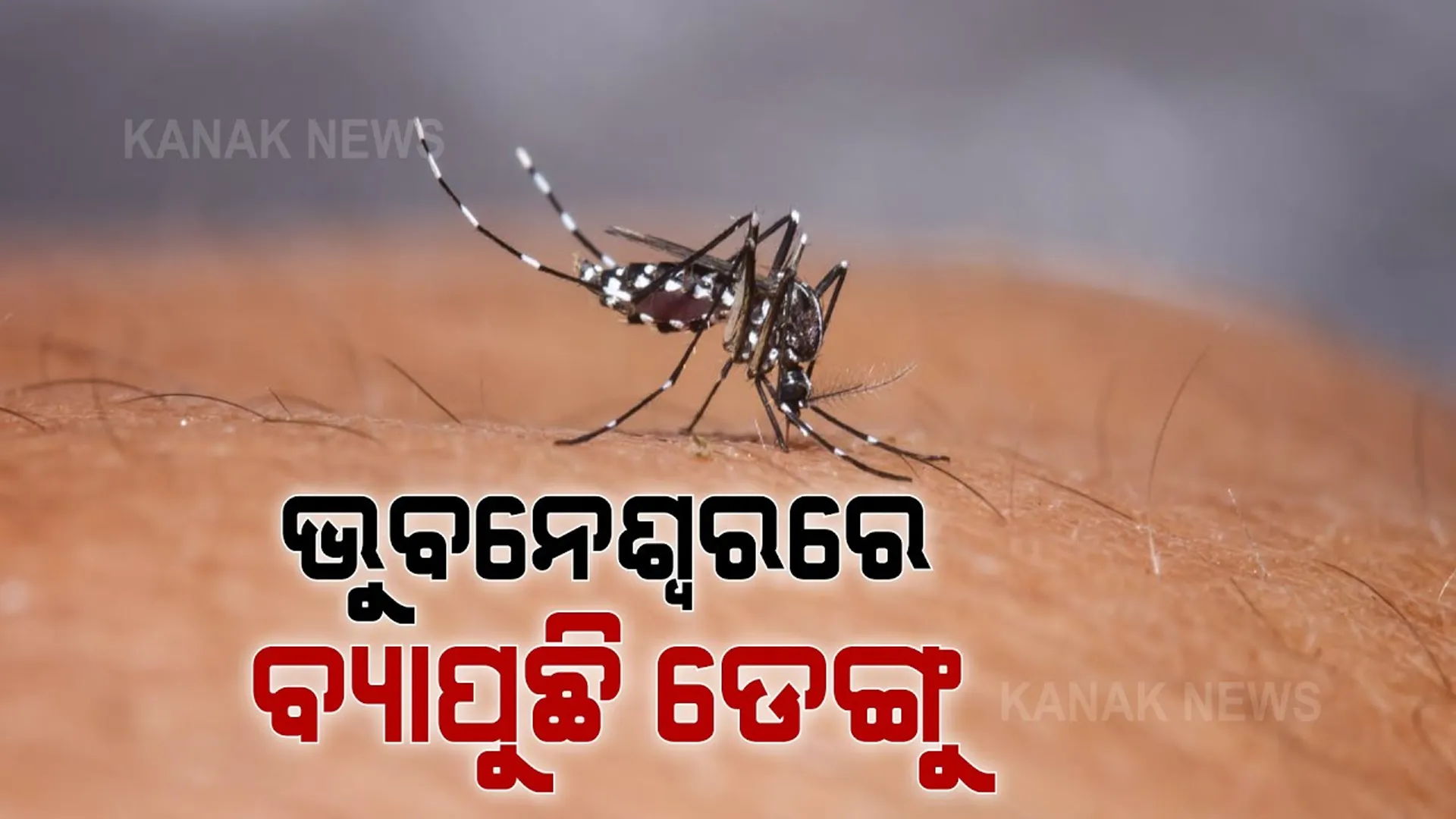 ରାଜ୍ୟରେ ବଢୁଛି ଡେଙ୍ଗୁ । ମୁକାବିଲା ପାଇଁ ସ୍ୱାସ୍ଥ୍ୟ ବିଭାଗ ପ୍ରସ୍ତୁତ, ରାଜଧାନୀରେ ଡେଙ୍ଗୁ ପରୀକ୍ଷା ପାଇଁ କ୍ୟାପିଟାଲ ହସ୍ପିଟାଲରେ ସ୍ୱତନ୍ତ୍ର ବ୍ୟବସ୍ଥା ।