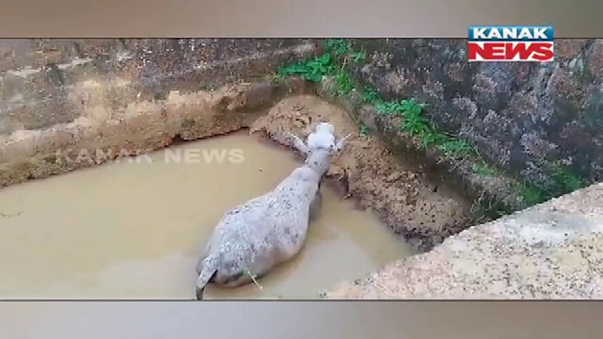 ଗଭୀର ଗାତରେ ଫସିଲା ଗାଈ, ଉଦ୍ଧାର କଲେ ଆଇନଜୀବୀ : ଚନ୍ଦକା ଅଞ୍ଚଳର ଭୋଳା ଗାଁର ଦୃଶ୍ୟ