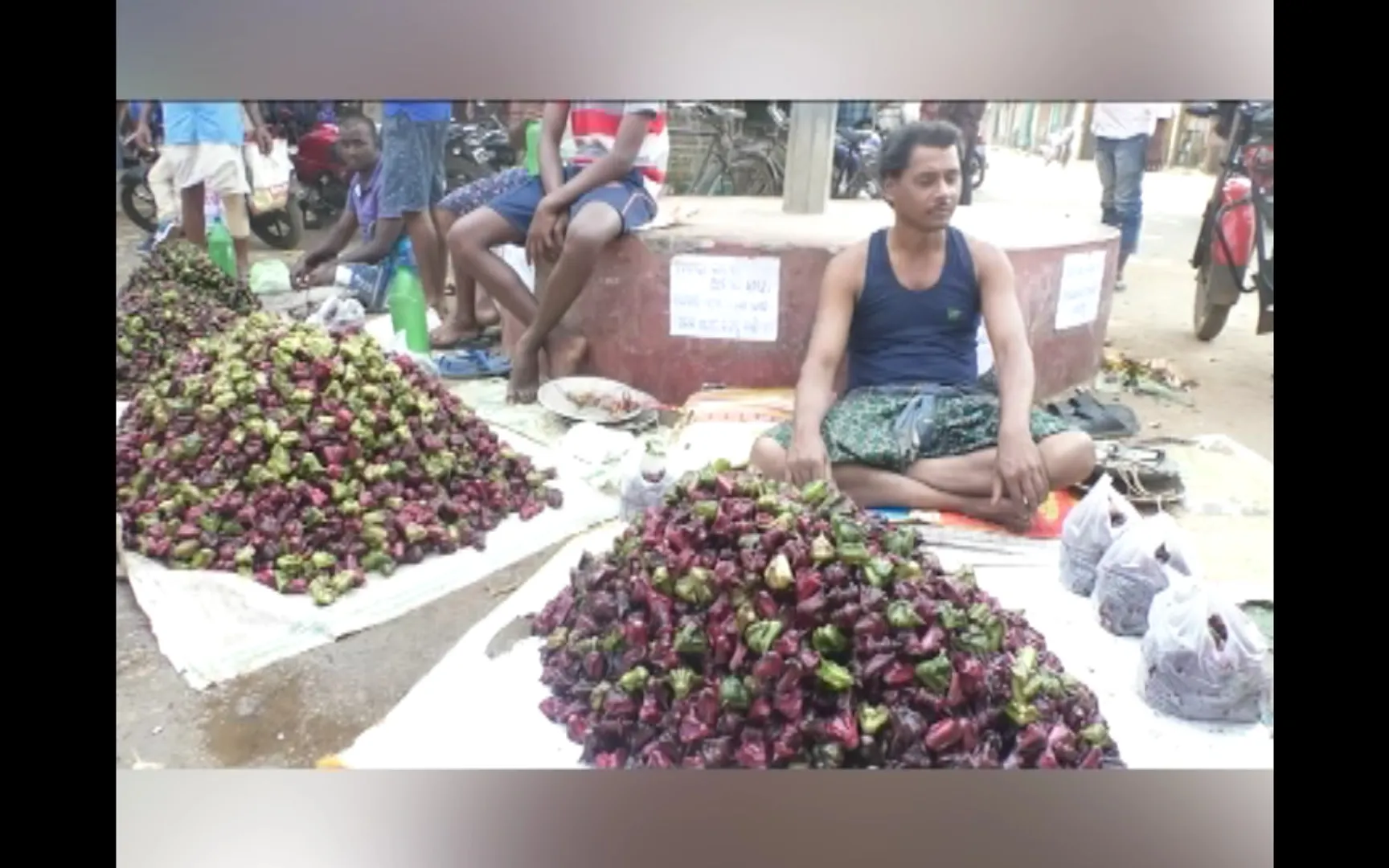  ରୋଜଗାରର ମାଧ୍ୟମ ପାଲଟିଛି ପାଣି ସିଙ୍ଗଡା ଚାଷ । ଋତୁକାଳୀନ ଫଳ ଭାବେ ବର୍ଷକୁ ୩ ଥର ହେଉଛି ଅମଳ
