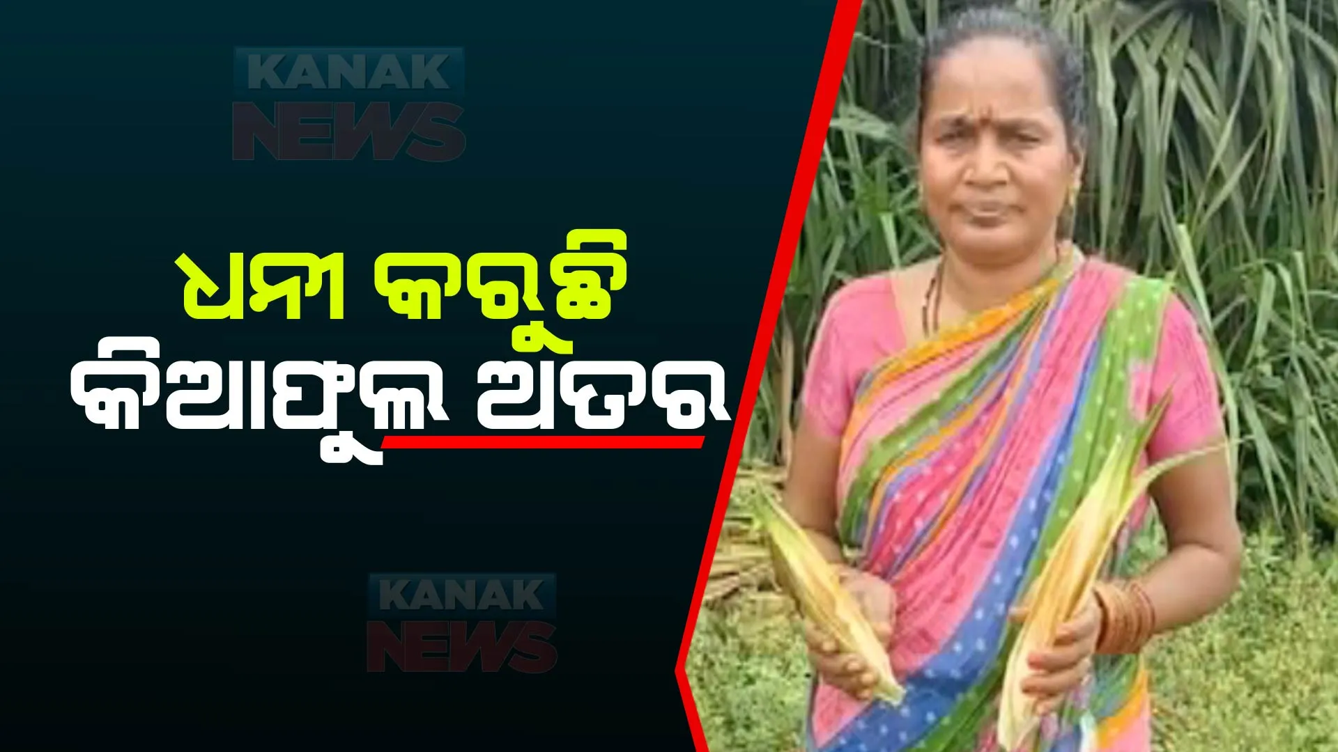ଛତ୍ରପୁର, ଗୋପାଳପୁର ଓ ଚିକିଟି ଅଂଚଳର ୨ଶହରୁ ଅଧିକ ଚାଷୀ କରୁଛନ୍ତି କିଆଫୁଲ ଚାଷ । ବର୍ଷକୁ ତିନିଥର ହୁଏ ଅମଳ