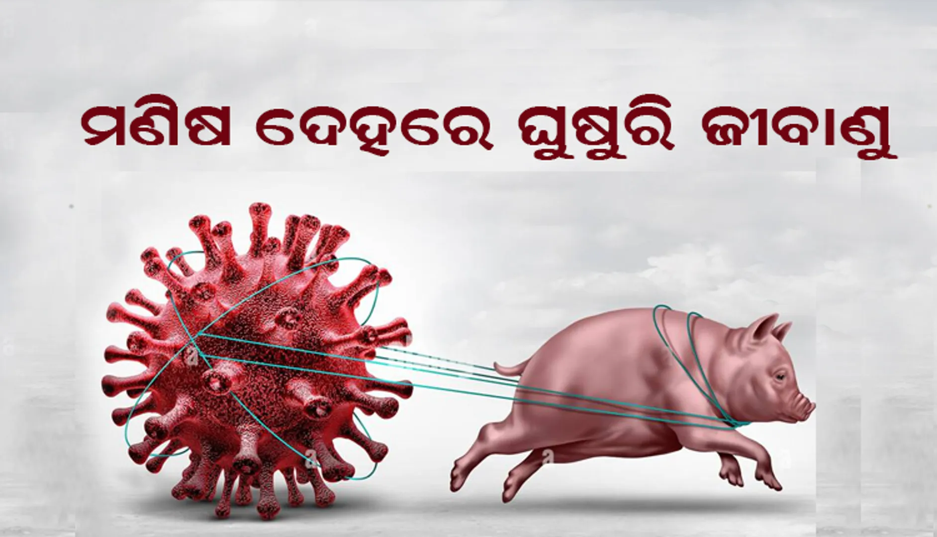 ମଣିଷ ଦେହରେ ଘୁଷୁରି  ଜୀବାଣୁ । ଟେନ୍ସନ୍ ରେ   ବ୍ରିଟେନ ।