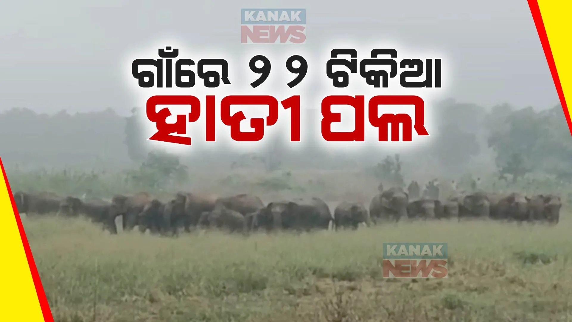 ଢେଙ୍କାନାଳ ବଲ୍ଲଭ ଗାଁ ନିକଟରେ ନଦୀ ପାର ହୋଇ ପଶିଛନ୍ତି ହାତୀ । ଗାଁରୁ ନେଇ ଧାନ କ୍ଷେତରେ ହାତୀ ପଲ ଆତଙ୍କ