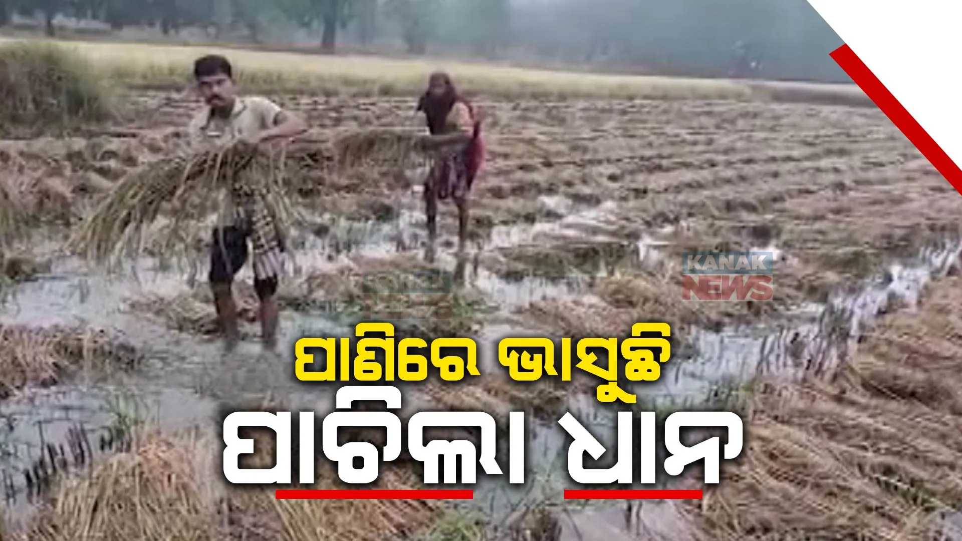 ବର୍ଷା ବଢାଇଲା ଦୁର୍ଦ୍ଦଶା । ଦକ୍ଷିଣରୁ ପଶ୍ଚିମ, ଆଭ୍ୟନ୍ତରିଣରୁ ଉପକୂଳ ଓଡିଶା ସବୁଆଡେ ପାଣିରେ ଭାସୁଛି ପାଚିଲା ଧାନ