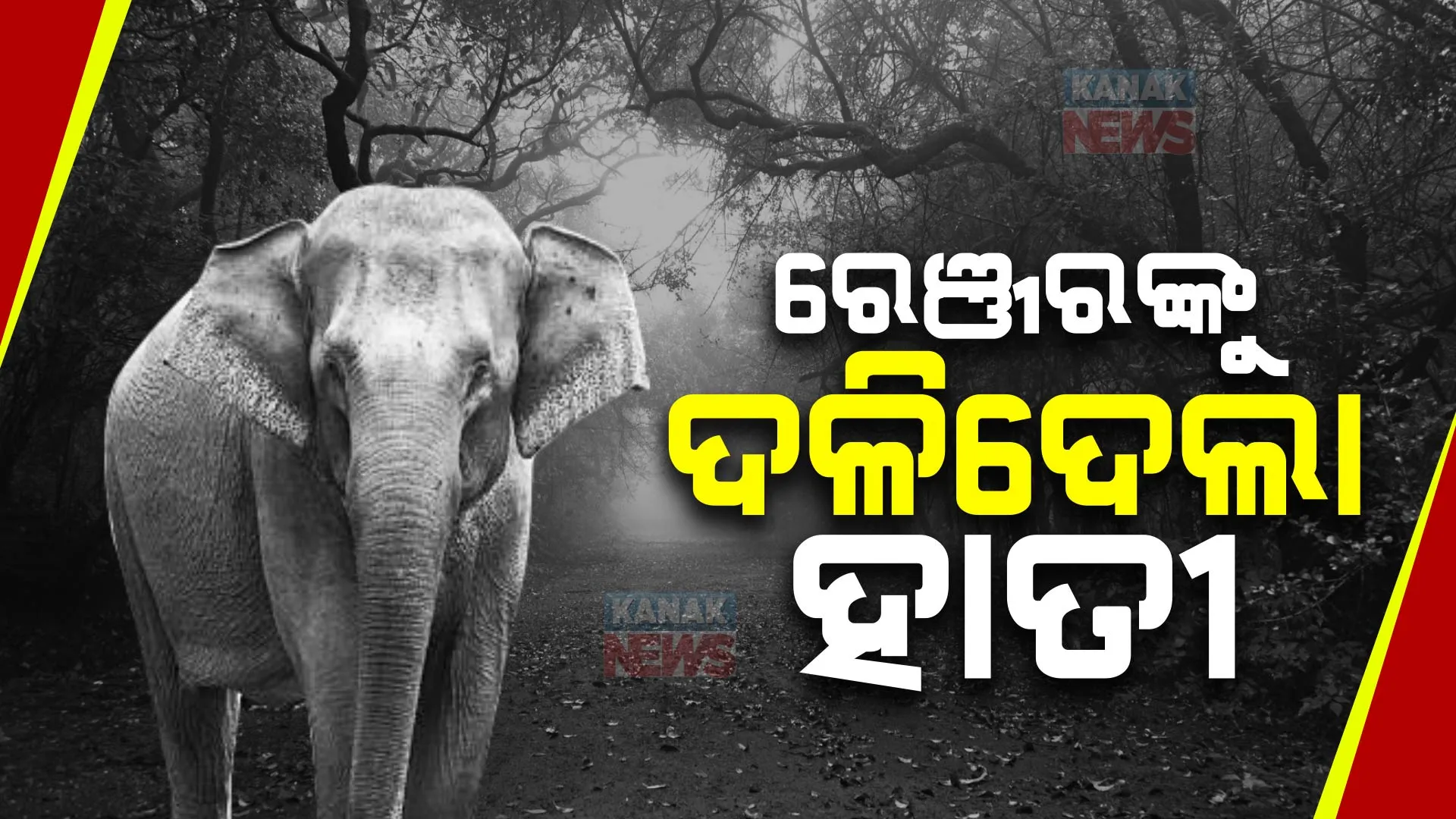 ଆମପଡାରେ ରେଞ୍ଜରଙ୍କୁ ଦଳିଦେଲା ଦନ୍ତା । ହାତୀ ଘଉଡାଇବାକୁ ଯାଇଥିବା ବେଳେ ଘଟିଲା ଅଘଟଣ ।
