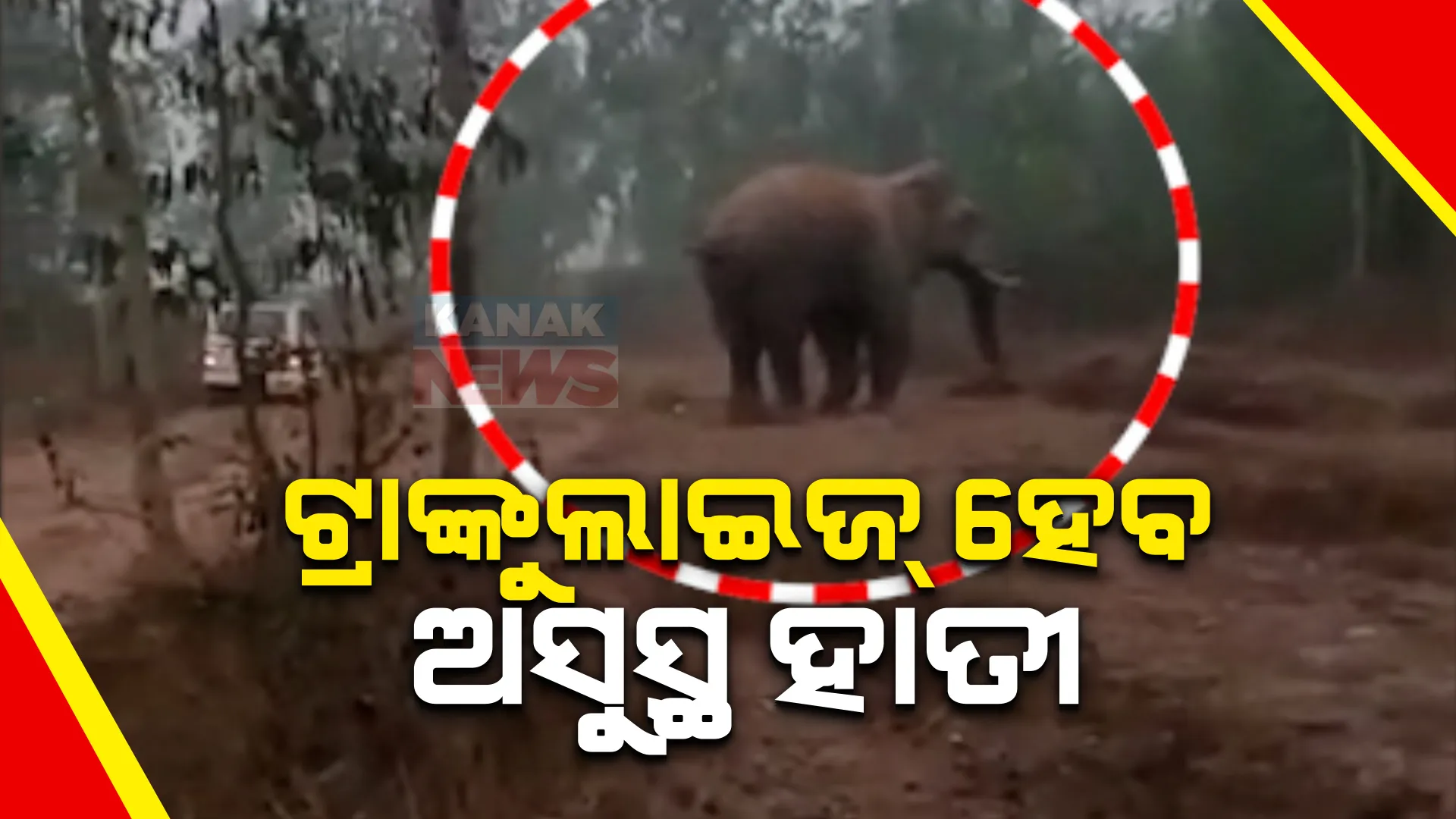 ଟ୍ରାଙ୍କୁଲାଇଜ୍ ହେବ ଅସୁସ୍ଥ ହାତୀ । ଗତ ୮ ଦିନ ହେଲା ବାମ ଗୋଡ଼ରେ ଆଘାତ ଯୋଗୁଁ ଅସୁସ୍ଥ ରହିଛି ହାତୀ ।