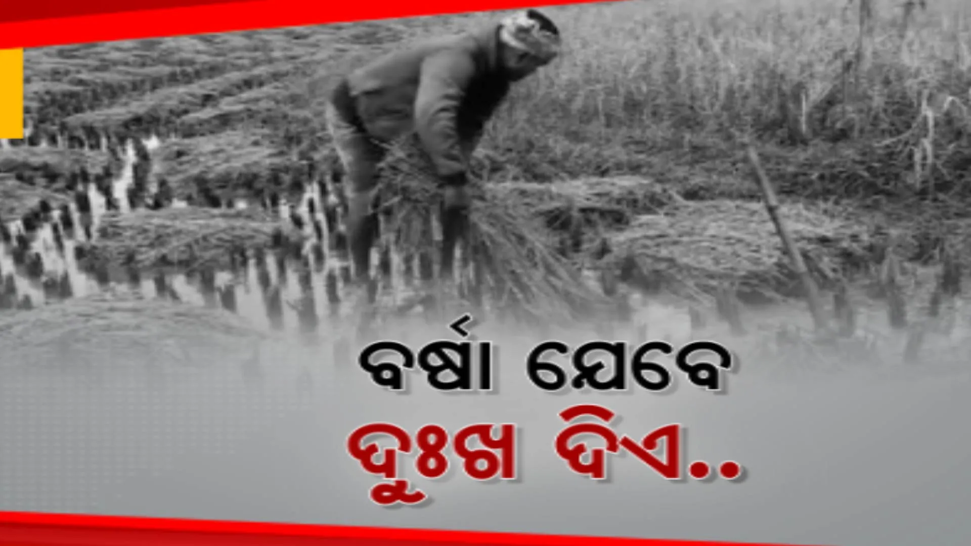 ଛାଡିଛି ବର୍ଷା ହେଲେ, ବଢିଛି ଚାଷୀଙ୍କ ଦୁର୍ଦ୍ଦଶା । କଳାହାଣ୍ଡି ଜୁନାଗଡ ଓ ବାଲେଶ୍ୱର ନୀଳଗିରିରୁ ଆସିଲା ଚାଷୀର ବିକଳ ଚିତ୍ର