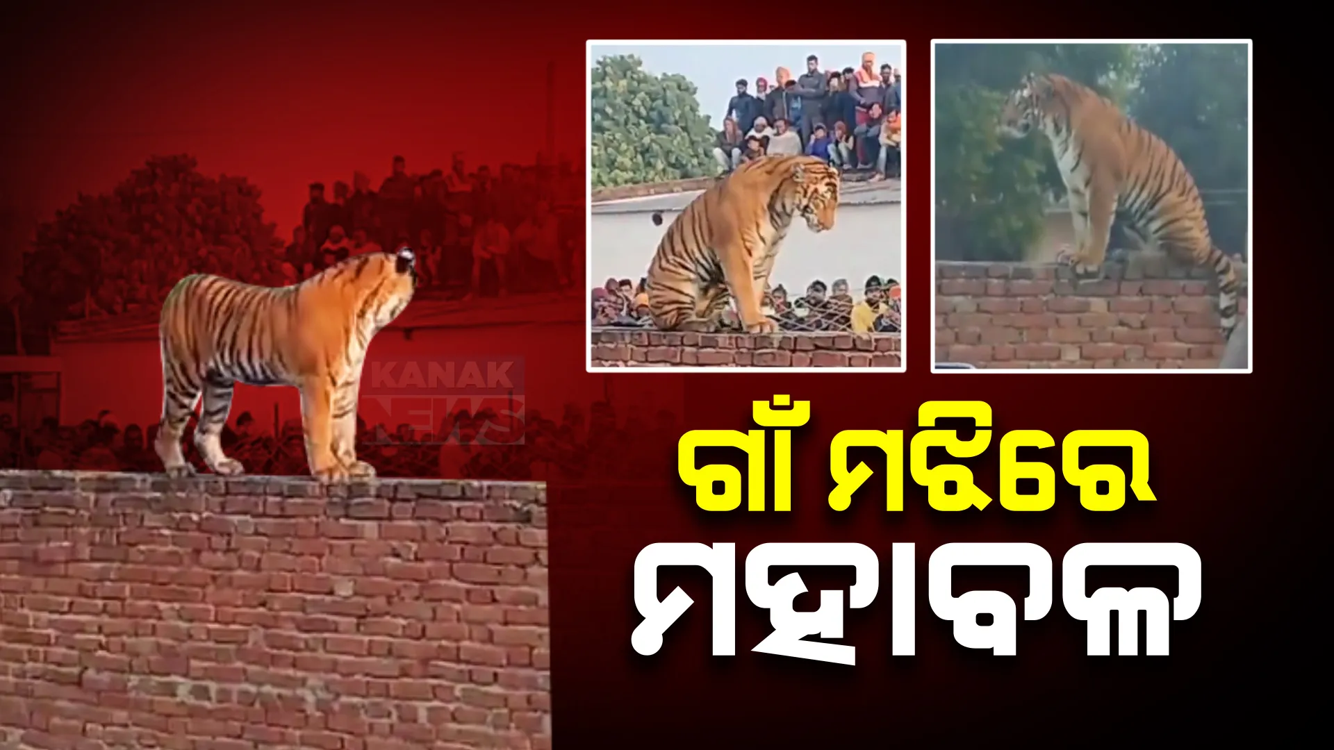 ଗାଁ ମଝିରେ ମହାବଳ, ସୋସିଆଲ ମିଡ଼ିଆରେ ହେଲା ଭିଡ଼ିଓ ଭାଇରାଲ । ବାଘକୁ କାବୁ କରିବାକୁ ନାକେଦମ ହେଲା ବନବିଭାଗ ।