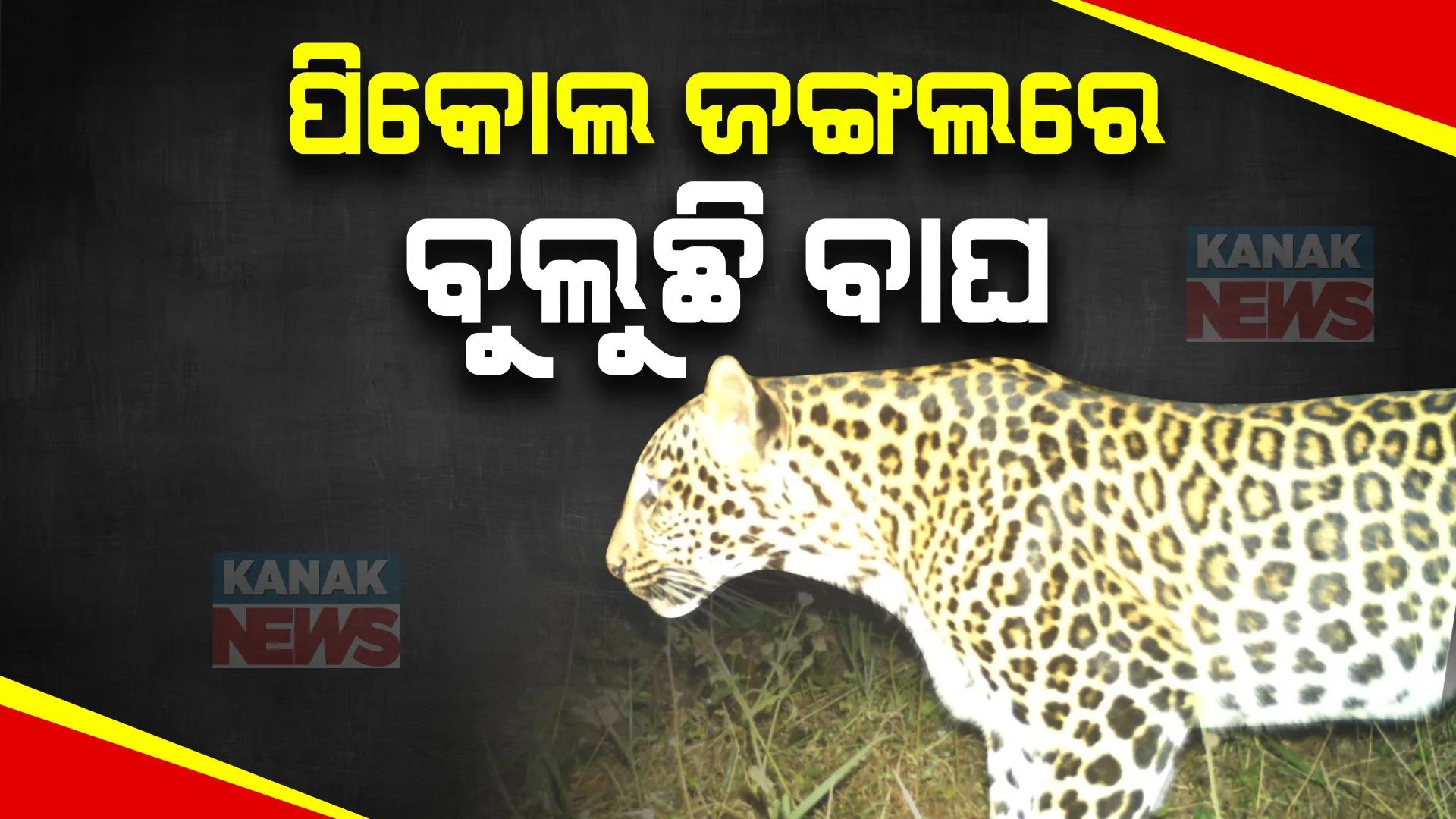 ଝାରସୁଗୁଡ଼ା ପିକୋଲ ଜଙ୍ଗଲରେ ବୁଲୁଛି କଲରାପତରିଆ ବାଘ । ଟ୍ରାପ୍ କ୍ୟାମେରାରେ କଏଦ ହୋଇଛି ଫଟୋ ।