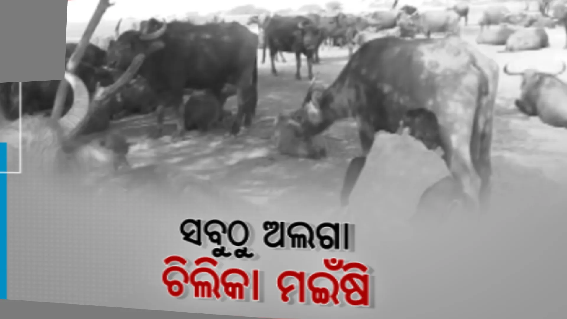 ଅନ୍ୟ ମଇଁଷିଙ୍କ ଠାରୁ ଅଲଗା ଚିଲିକା ମଇଁଷି । କ୍ଷୀରରେ ରହିଛି, ପ୍ରଚୁର ପରିମାଣର ଓମେଗା-୩ ଭଳି ଉନ୍ନତ ଧରଣର ଫ୍ୟାଟି ଏସିଡ୍