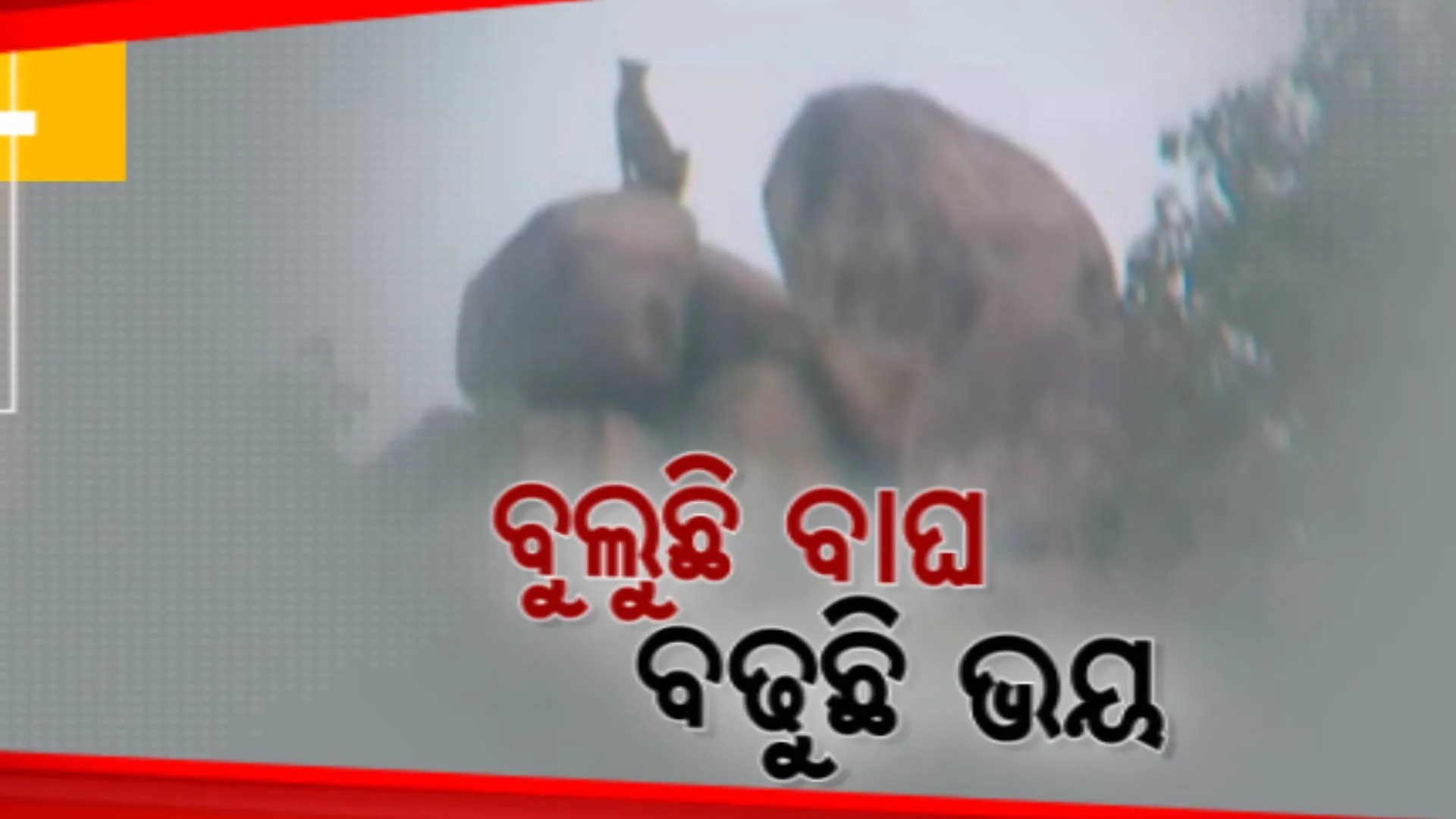 ଦିନକୁ ଦିନ ବଢୁଛି ବାଘ ଆତଙ୍କ । ରାୟଗଡା ପରେ ଏବେ ନୂଆପଡା କୁକୁଡାତାଲରେ ବାଘ ଭୟ, ସଂଜ ହେଲେ ପଡୁଛି ତାଟି, କବାଟ