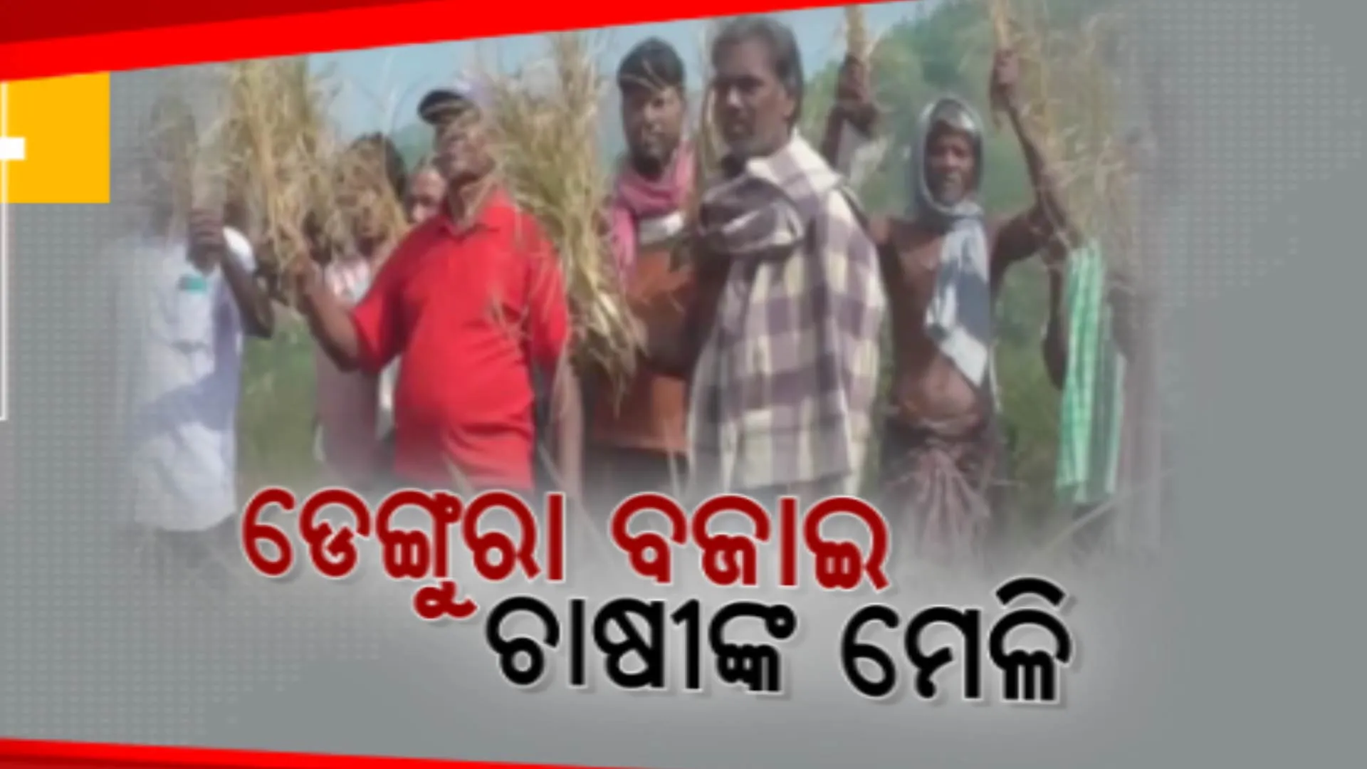 ପାଣି ଅଭାବ ସାଙ୍ଗକୁ ଜଳସେଚନରେ ଅବ୍ୟବସ୍ଥା । ଫସଲ ନଷ୍ଟ ସହ ଧାନରୁ ବାହାରୁନି ଥୋଡ, ଗାଁରେ ଡେଙ୍ଗୁରା ବଜାଇ ଚାଷୀଙ୍କ ମେଳି