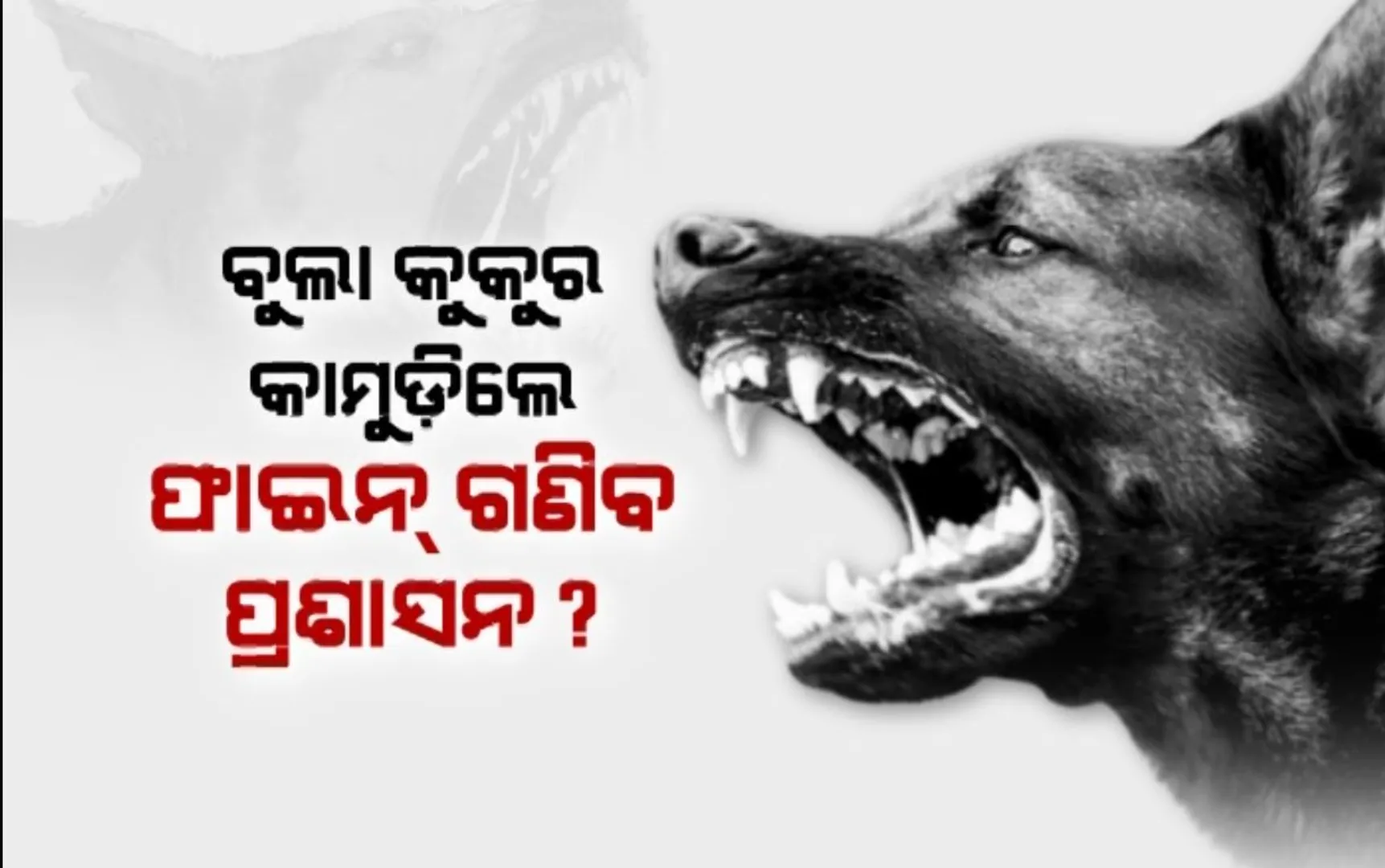ମା’ ସହିତ ପୁରୀ ଆସିଥିଲା କୁନିପୁଅ । ବଡଦାଣ୍ଡରେ କାମୁଡିଲା କୁକୁର, ପିଲା ଗୁରୁତର