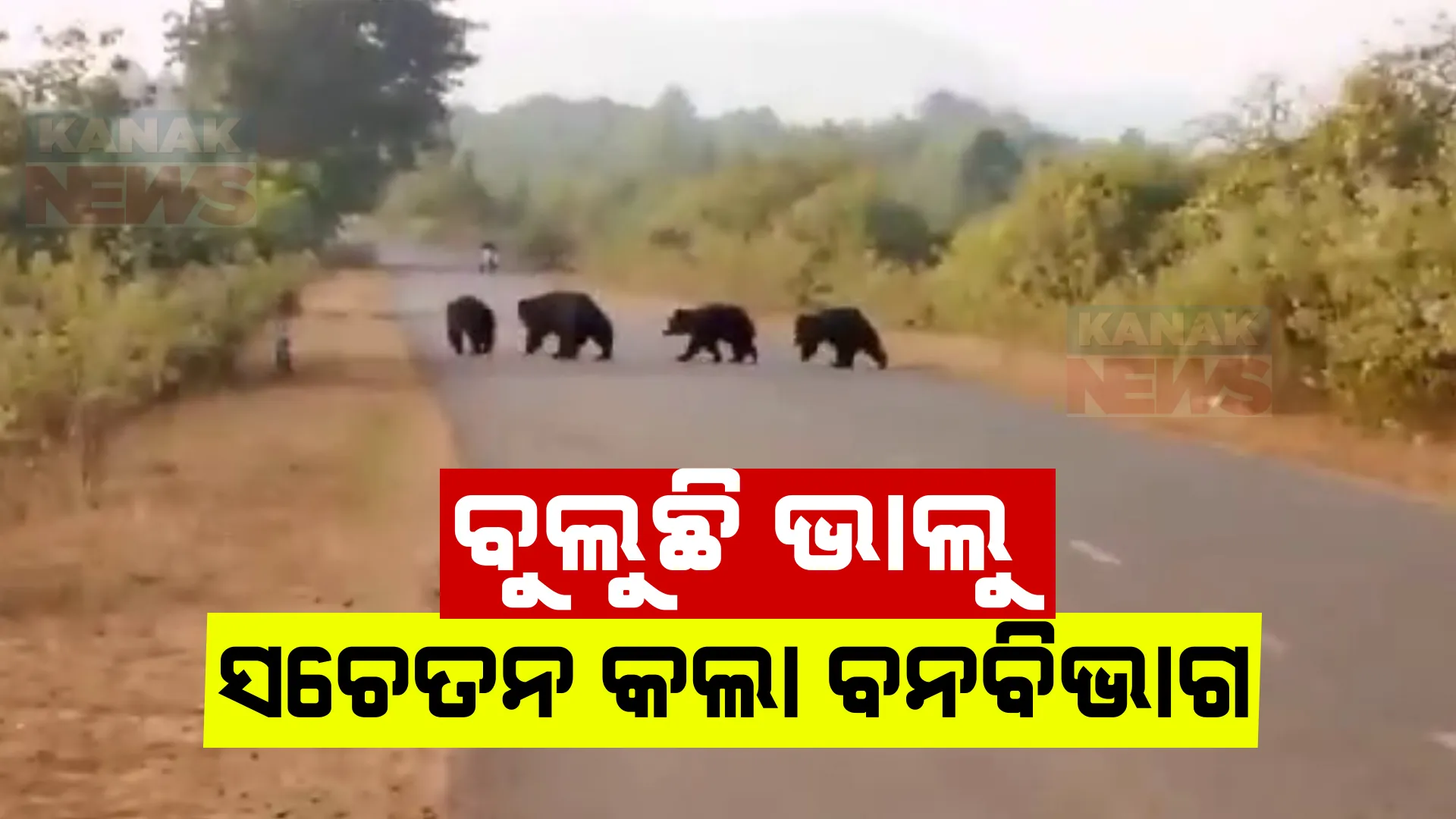 ଜୟପୁରରେ ଭାଲୁ ଆତଙ୍କ । ଗାଁ ଗାଁ ବୁଲି ସଚେତନ କଲା ବନବିଭାଗ, ରାତିରେ ଏକାକୀ ଘରୁ ନ ବାହାରିବାକୁ ପରାମର୍ଶ ।