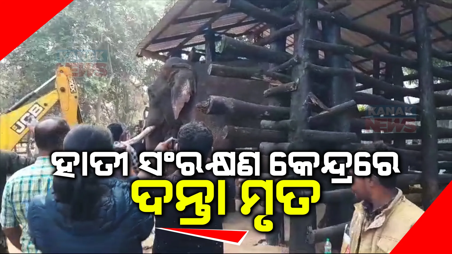 ଆଖି ବୁଜିଲା ହାତୀ ସଂରକ୍ଷଣକୁ ଆସିଥିବା ଦନ୍ତା । ୨ ଜଣଙ୍କ ଜୀବନ ନେବା ପରେ ଦନ୍ତାକୁ କାବୁ କରିଥିଲା ବନ ବିଭାଗ ।