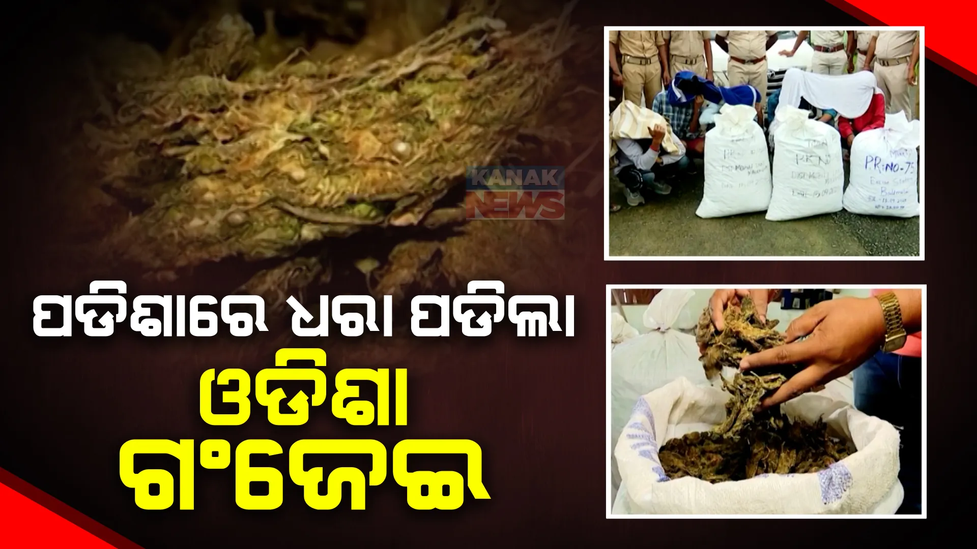 ପଡିଶାରେ ଧରା ପଡିଲା ଓଡିଶା ଗଞ୍ଜେଇ । ଆନ୍ଧ୍ରରେ ଧରାପଡୁଥିବା ୮୦ ଭାଗ ଗଞ୍ଜେଇ ଓଡ଼ିଶାର ।