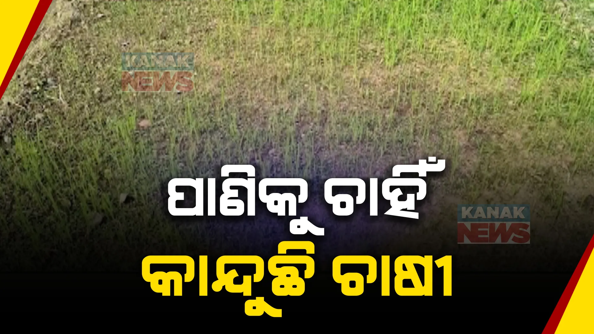 ଶୁଖିଲା ପଡ଼ିଛି କେନାଲ, ଠିକ୍ ସମୟରେ ପାଣି ନଆସିଲେ ଉଜୁଡ଼ିଯିବ ୬୦ ଏକରରୁ ଅଧିକ ଫସଲ ।