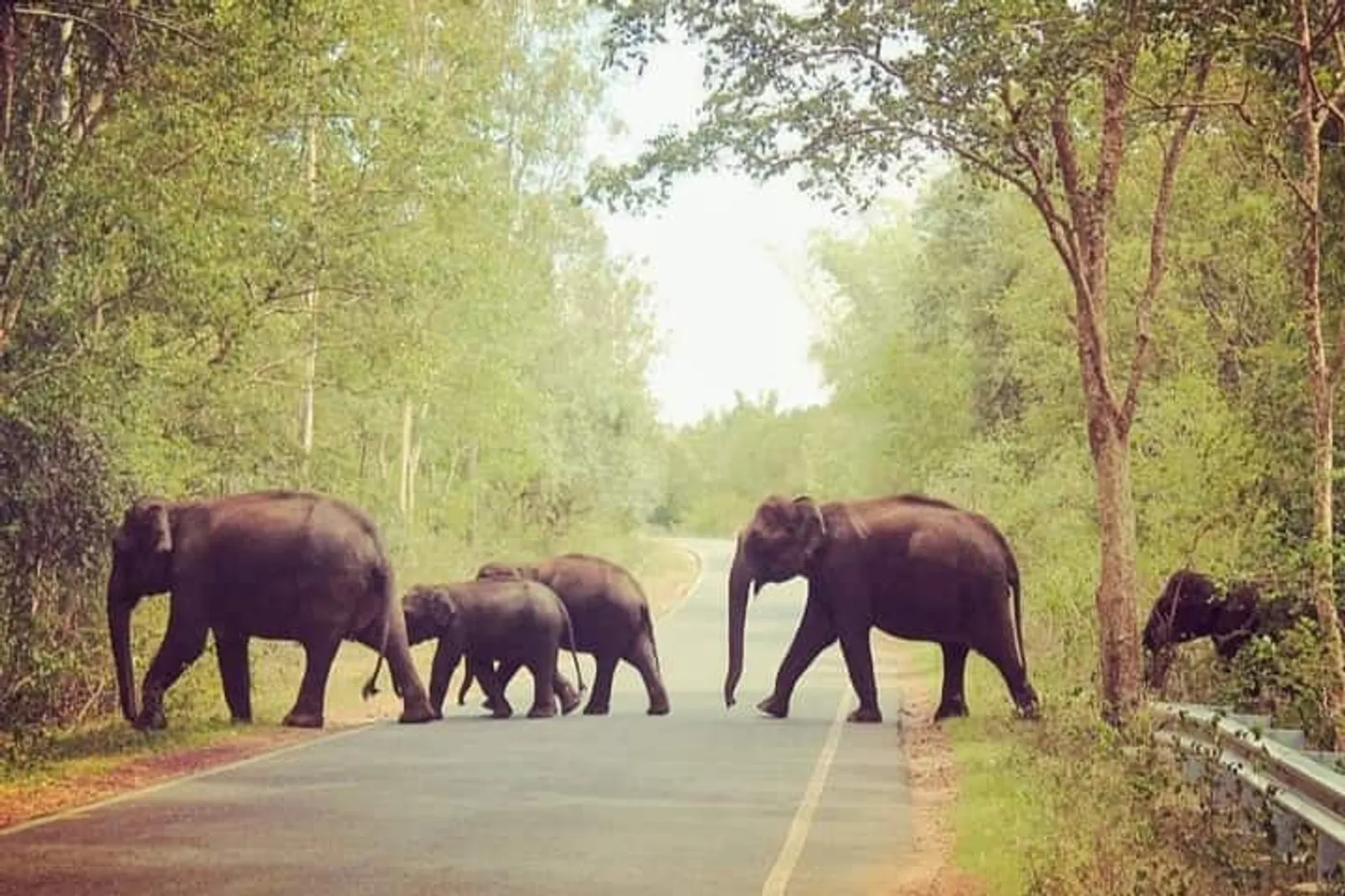 ଜନବସତି ମୁହାଁ ହାତୀଙ୍କୁ ଲାଗିବ କରେଣ୍ଟ ଝଟକା । ହାତୀ ଉପଦ୍ରବ ରୋକିବାକୁ ବନବିଭାଗର ଭିନ୍ନ ପ୍ରୟାସ ।