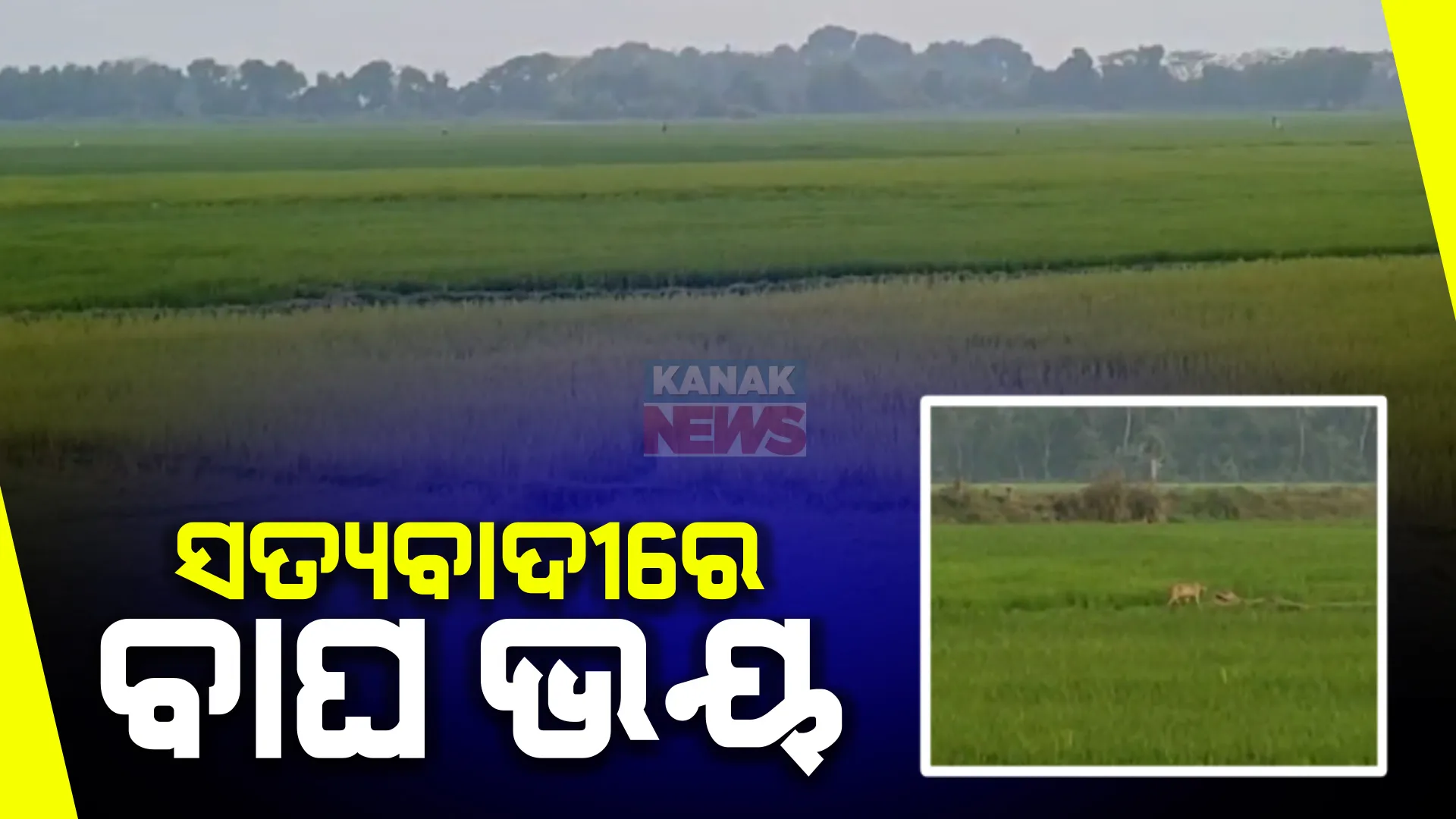 ପୁରୀ ଜିଲ୍ଲା ସତ୍ୟବାଦୀ ଅଞ୍ଚଳରେ ବାଘ ଭୟ । ସୋସିଆଲ ମିଡ଼ିଆରେ ଭିଡିଓ ଭାଇରାଲ ପରେ ବାଘକୁ ଖୋଜୁଛି ବନବିଭାଗ ।