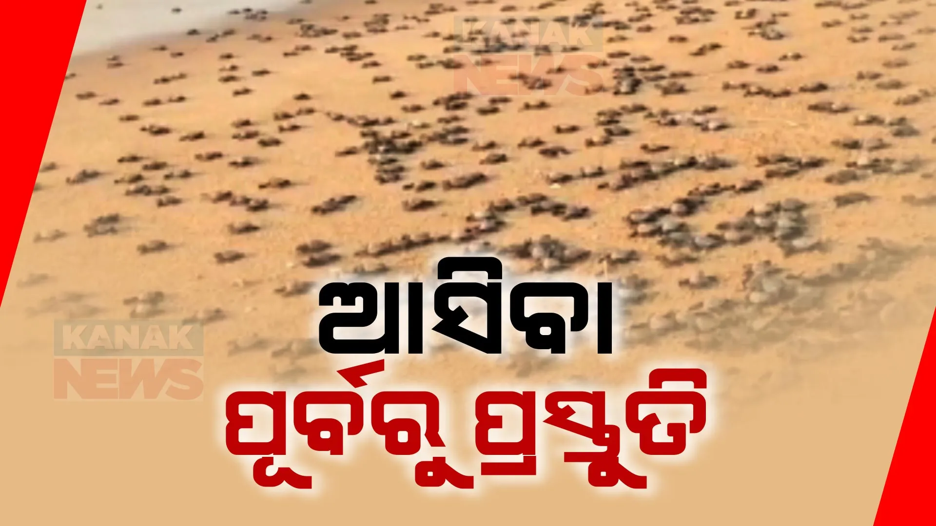 ଅତିଥିଙ୍କ ଆଗମନ ପାଇଁ ସଜାଗ ବନବିଭାଗ । ଅଲିଭ ରିଡଲେଙ୍କ ଅଣ୍ଡାଦାନ ପୂର୍ବରୁ ୨୦ କିଲୋମିଟର ଯାଏଁ ନୋ ଫିସିଂ ଜୋନ, ଋଷିକୂଲ୍ୟା ମୁହାଣରେ ନିୟୋଜିତ ୫୦ରୁ ଅଧିକ ବନ କର୍ମଚାରୀ