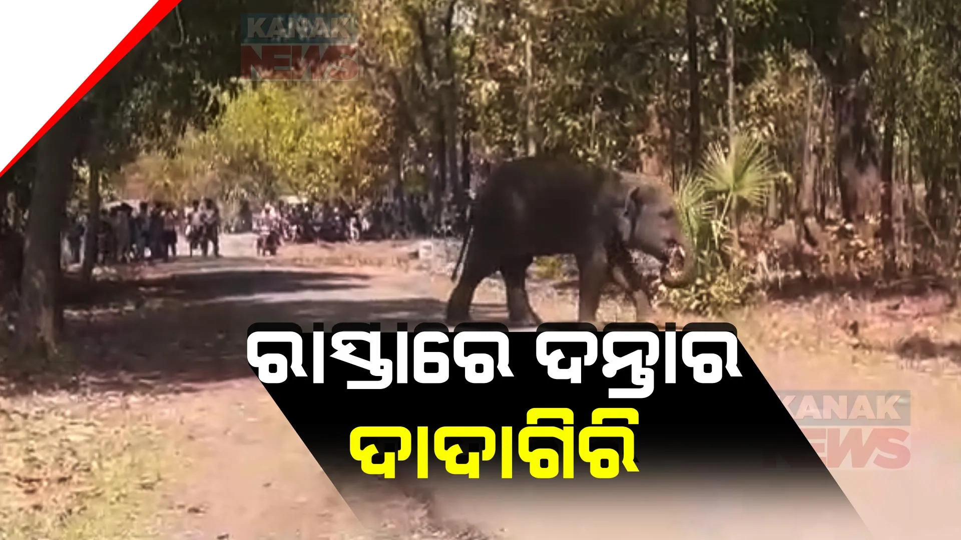 ସକାଳ ୬ରୁ ରାସ୍ତା ଉପରେ ଦନ୍ତାର ଆତଙ୍କ । ପାଳଲହଡ଼ା ଶ୍ରୀରାମପୁରଠାରୁ ସହରଗୁର୍ଜଙ୍ଗ ପର୍ଯ୍ୟନ୍ତ ଅଟକିଛି ଗାଡି, କାବୁ କରିବାରେ ବିଫଳ ବନ ବିଭାଗ