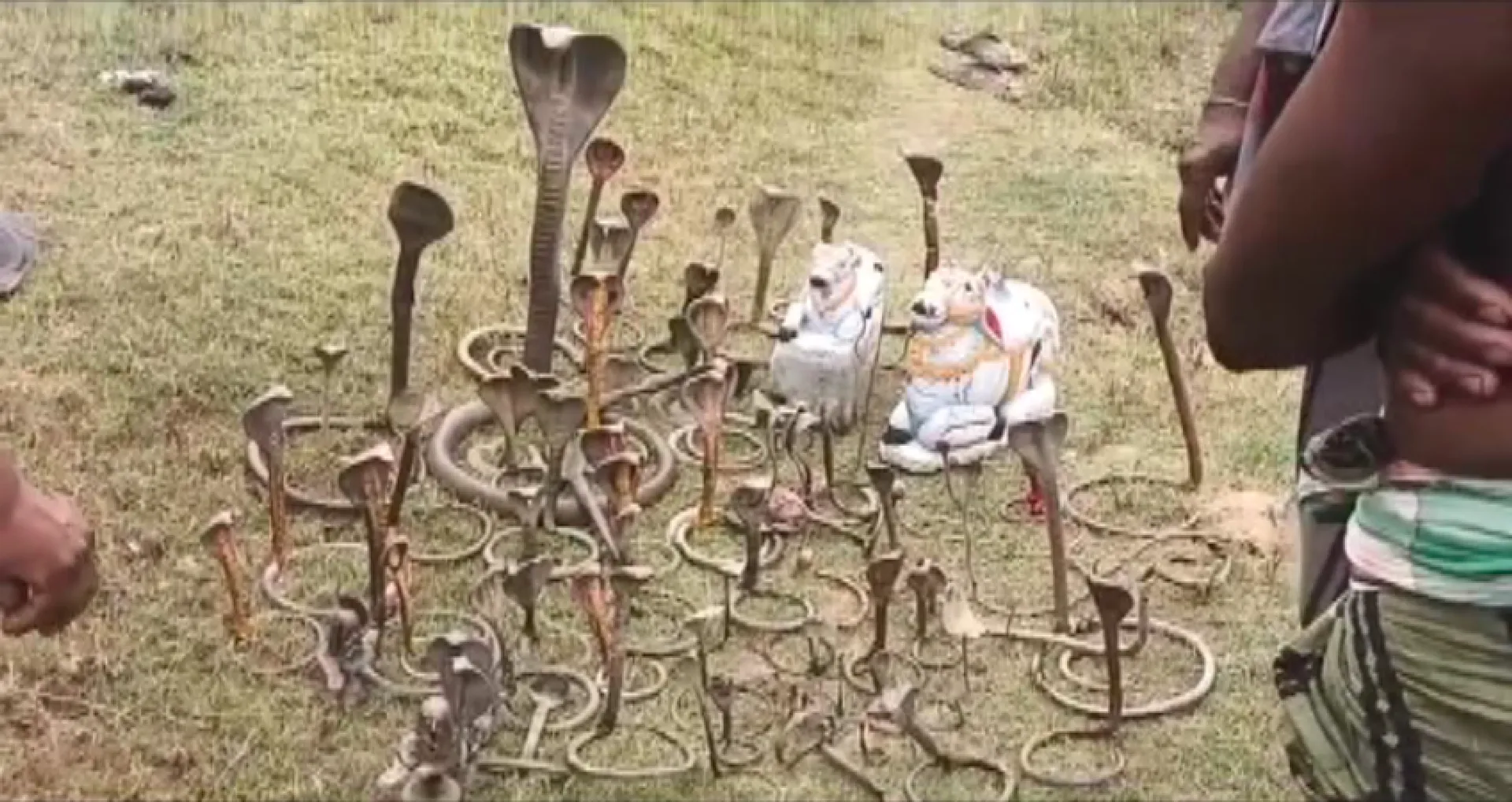 ମହାଶିବରାତ୍ରୀରେ ମହାନଦୀ ଗର୍ଭରୁ ୧୦୦ରୁ ଅଧିକ ନାଗମୂର୍ତ୍ତି ଉଦ୍ଧାର । ମତ୍ସ୍ୟଜୀବୀ ମାନେ କଲେ ଉଦ୍ଧାର, ନାଗମୂର୍ତ୍ତି ଦେଖିବାକୁ ସ୍ଥାନୀୟ ଅଞ୍ଚଳବାସୀଙ୍କ ଭିଡ ।