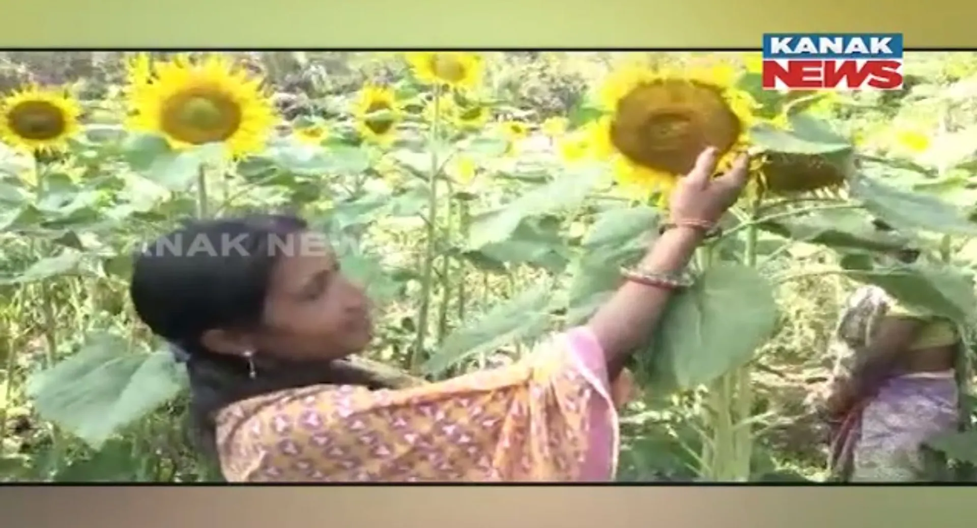 ଚର୍ଚ୍ଚାରେ ଫୁଲବାଣୀ ବୁଢ଼ାଦାନୀ ଗାଁର ୩ ମହିଳା ଚାଷୀ । ଦେଢ଼ ଏକର ଜମିରେ କରିଛନ୍ତି ସୂର୍ଯ୍ୟମୁଖୀ ଚାଷ, ସ୍ୱାବଲମ୍ବୀ ହେବାକୁ କରିଛନ୍ତି ପ୍ରଚେଷ୍ଠା