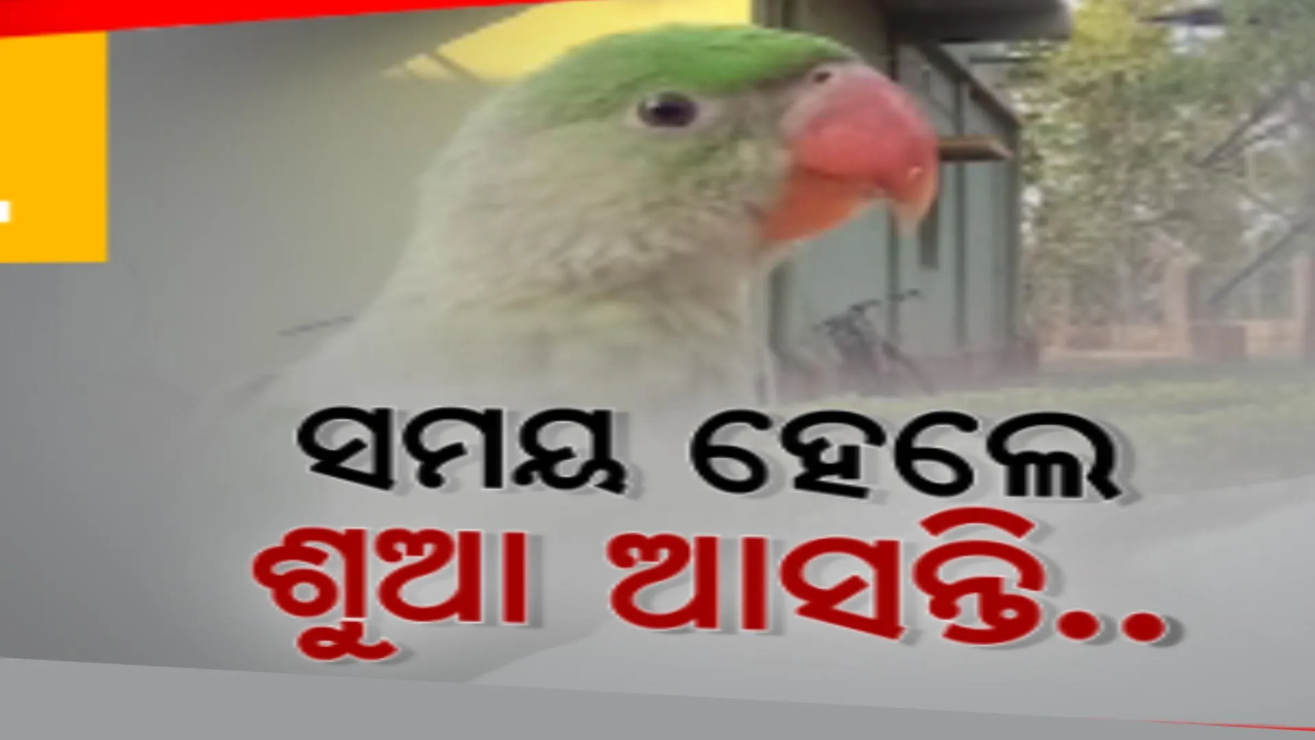 କୋଇଡା ଖଣି ଅଂଚଳର ପ୍ରାକୃତିକ ସୌନ୍ଦଯ୍ୟର ପସରା । ଖାଇବା ସମୟ ହେଲେ ଟେନସା ପ୍ରକୃତି ନିବାସକୁ ଧାଇଁ ଆସନ୍ତି ଶହଶହ ଶୁଆ