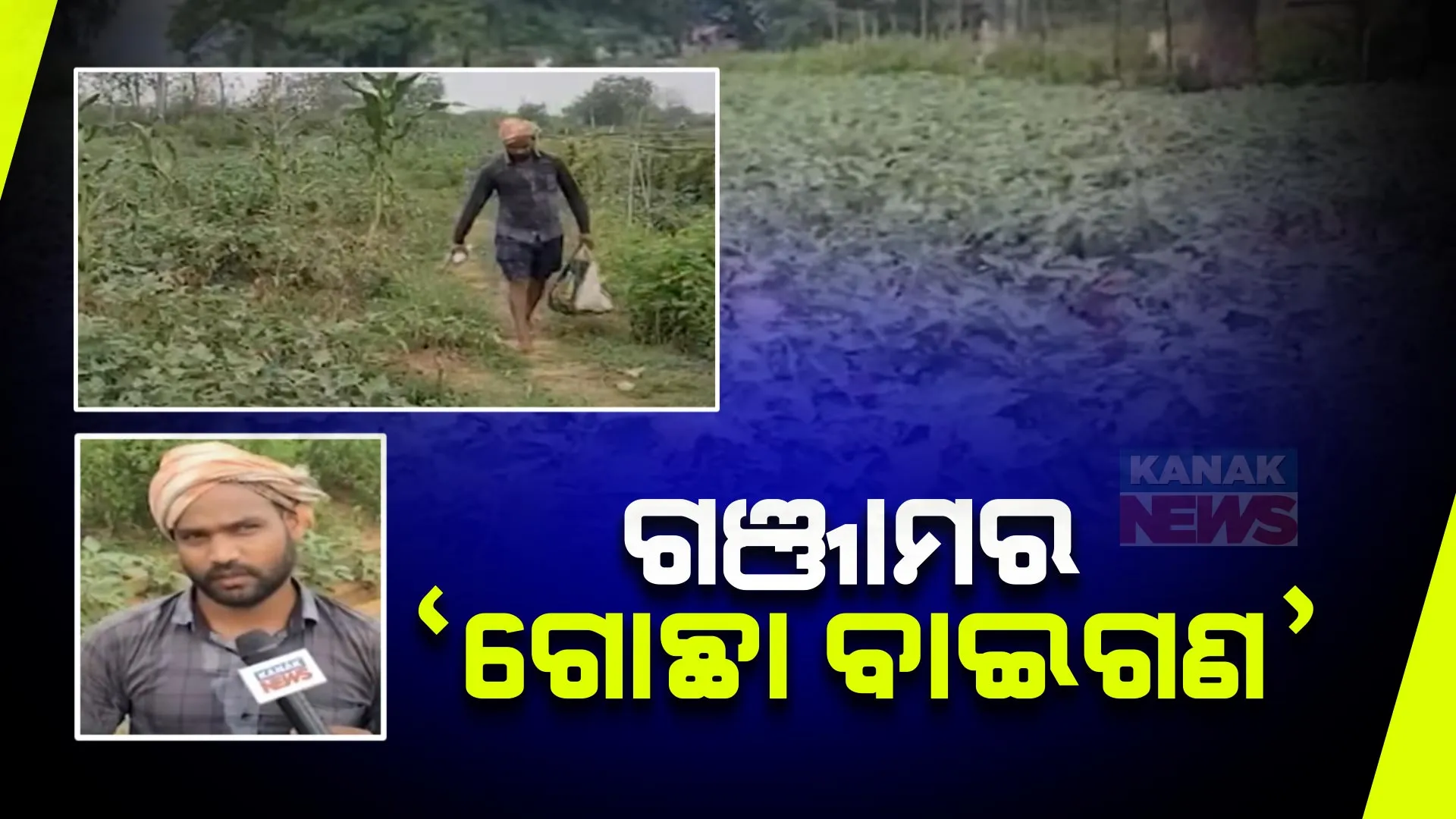 ଗଂଜାମର ପ୍ରସିଦ୍ଧ ଗୋଛା ବାଇଗଣ । ଏକର ଏକର ଜମିରେ ବାଇଗଣ ଚାଷ କରିଛନ୍ତି ଗୋଛା ପଂଚାୟତର ଚାଷୀ