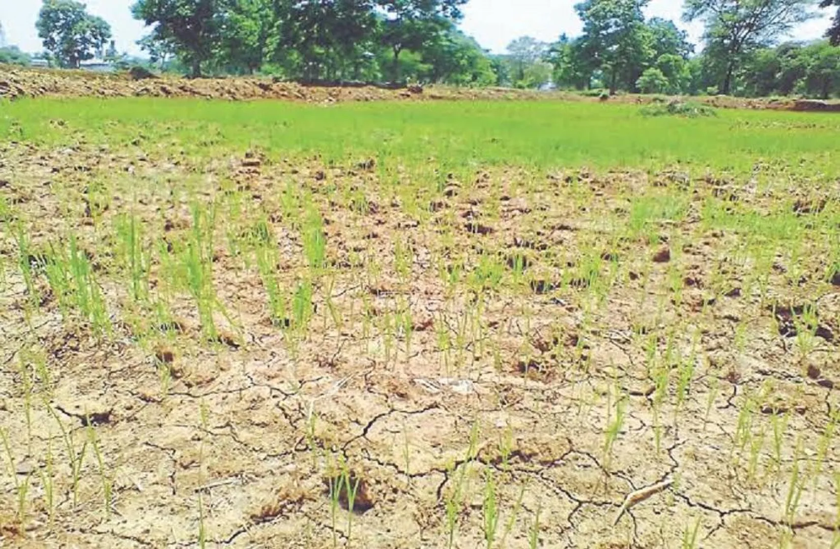 ମୌସୁମୀ ବିଳମ୍ବିତ ଯୋଗୁଁ ରାଜ୍ୟର ୨୨ ଜିଲ୍ଲାରେ ନିଅଂଟିଆ ବର୍ଷା । ୫ ଜିଲ୍ଲାରେ ସ୍ଥିତି ଉତ୍କଟ, ପୁରୀରେ ସବୁଠାରୁ କମ୍ ବର୍ଷା ରେକର୍ଡ । ଜୁନ୍ ୧ରୁ ଆଜି ପର୍ଯ୍ୟନ୍ତ ରାଜ୍ୟରେ ହୋଇଛି ୮୩.୬ ମିଲିମିଟର ବର୍ଷା