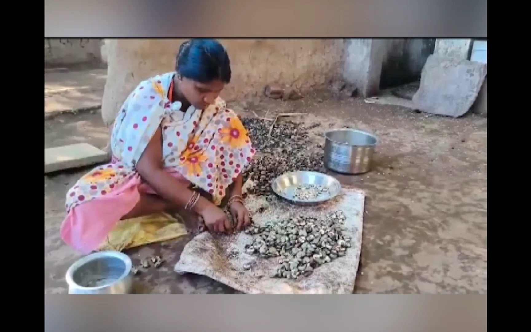 ପ୍ରକୃତି ଦେଉଛି ରୋଜଗାର । ଜଙ୍ଗଲରୁ କଂଚା କାଜୁ ସଂଗ୍ରହ କରି ରୋଜଗାର କରୁଛନ୍ତି ନବରଙ୍ଗପୁରର ଆଦିବାସୀ ମହିଳା