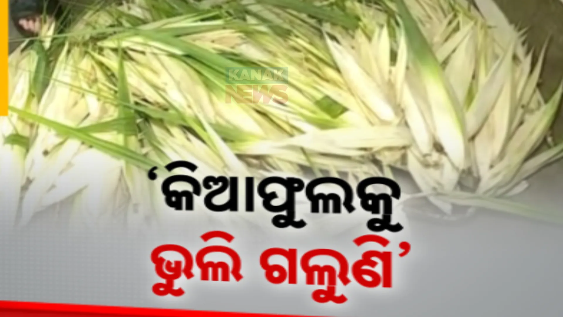 ମଉଳି ଗଲାଣି ଗଂଜାମର କିଆଫୁଲ । ଚାଷରୁ ମୁହଁ ଫେରାଇ ନେଉଛନ୍ତି ଚାଷୀ । ପରିଶ୍ରମ ମୁତାବକ ମୂଲ୍ୟ ମିଳୁନଥିବା ଅଭିଯୋଗ