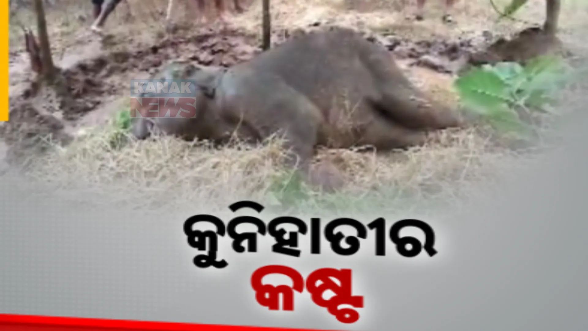 ଜଙ୍ଗଲ ମଝିରେ ଚାଲିଛି ଅସୁସ୍ଥ ଛୁଆ ହାତୀର ଚିକିତ୍ସା । ତିଗିରିଆ ବନାଞ୍ଚଳ ସୋରିଷପାଳ ଜଙ୍ଗଲରେ ଅସୁସ୍ଥ ହାତୀ ଛୁଆକୁ ଠାବ କରିଛି ବନ ବିଭାଗ
