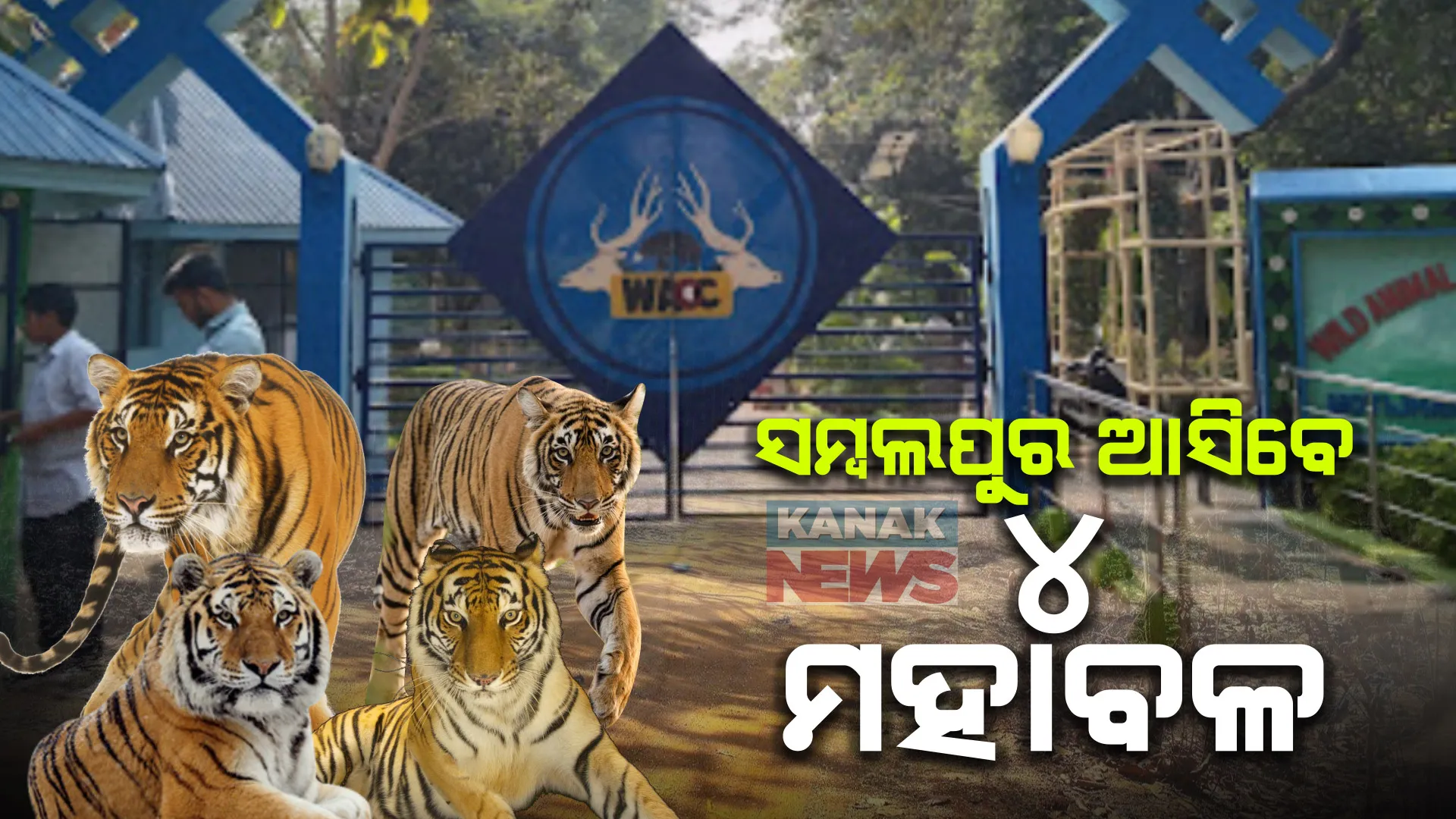 ସମ୍ବଲପୁର ଆସିବେ ୪ ମହାବଳ । ଏନଟିସିଏର ମିଳିଲା ଅନୁମତି ।