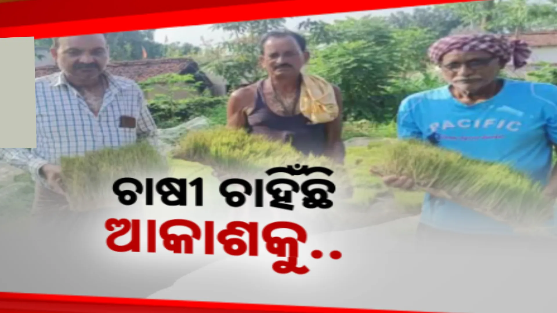 ଶ୍ରାବଣ ସରିଲା ବର୍ଷା ନାହିଁ । ବାମରା ବ୍ଲକର ୯ ପଞ୍ଚାୟତରେ ମରୁଡି ସ୍ଥିତି । କୃଷି ଅଧିକାରୀ କହିଲେ, ଆଗାମୀ ଦିନରେ ସାଂଘାତିକ ହେବ ସ୍ଥିତି