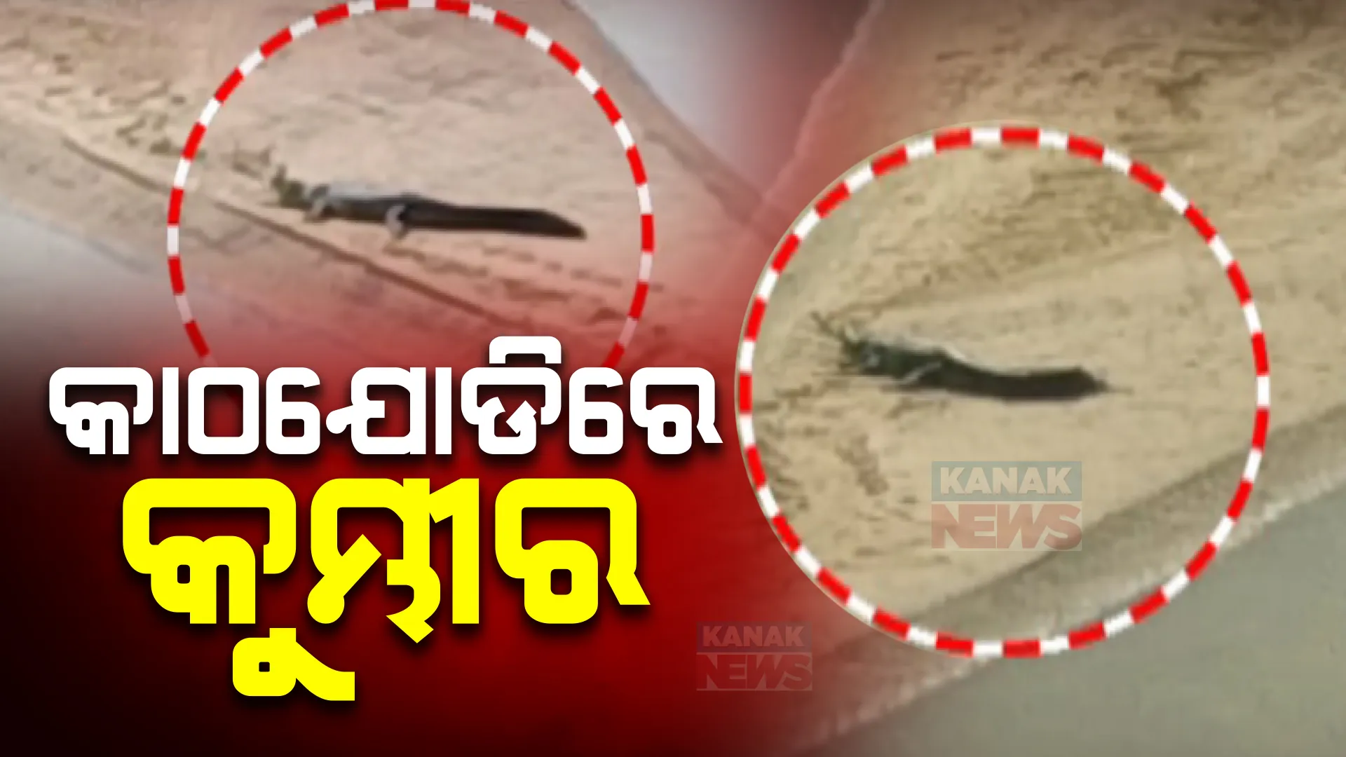 କାଠଯୋଡି ନଦୀ ପଠାରେ କୁମ୍ଭୀର । ତ୍ରିଶୁଳିଆ ବ୍ରିଜ ନିକଟରେ କୁମ୍ଭୀର ଦେଖିବାକୁ ଲୋକଙ୍କ ଭିଡ ।