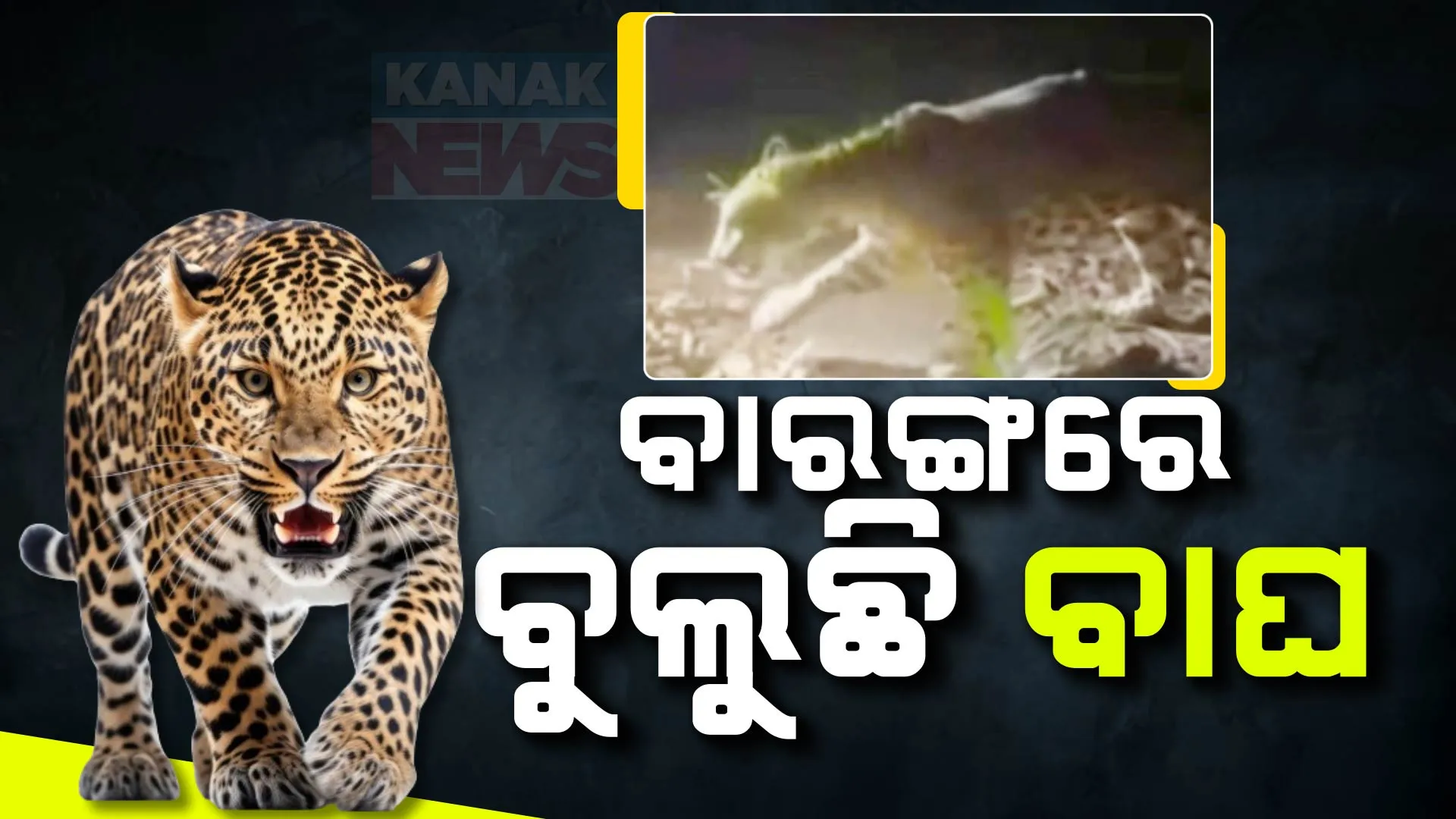 ଭୁବନେଶ୍ୱର ଉପକଣ୍ଠ ବାରଙ୍ଗରେ ବୁଲୁଛି ବାଘ । କଲରାପତିରିଆ ବାଘ ଦେଖି ଗ୍ରାମବାସୀ ଭୟଭୀତ