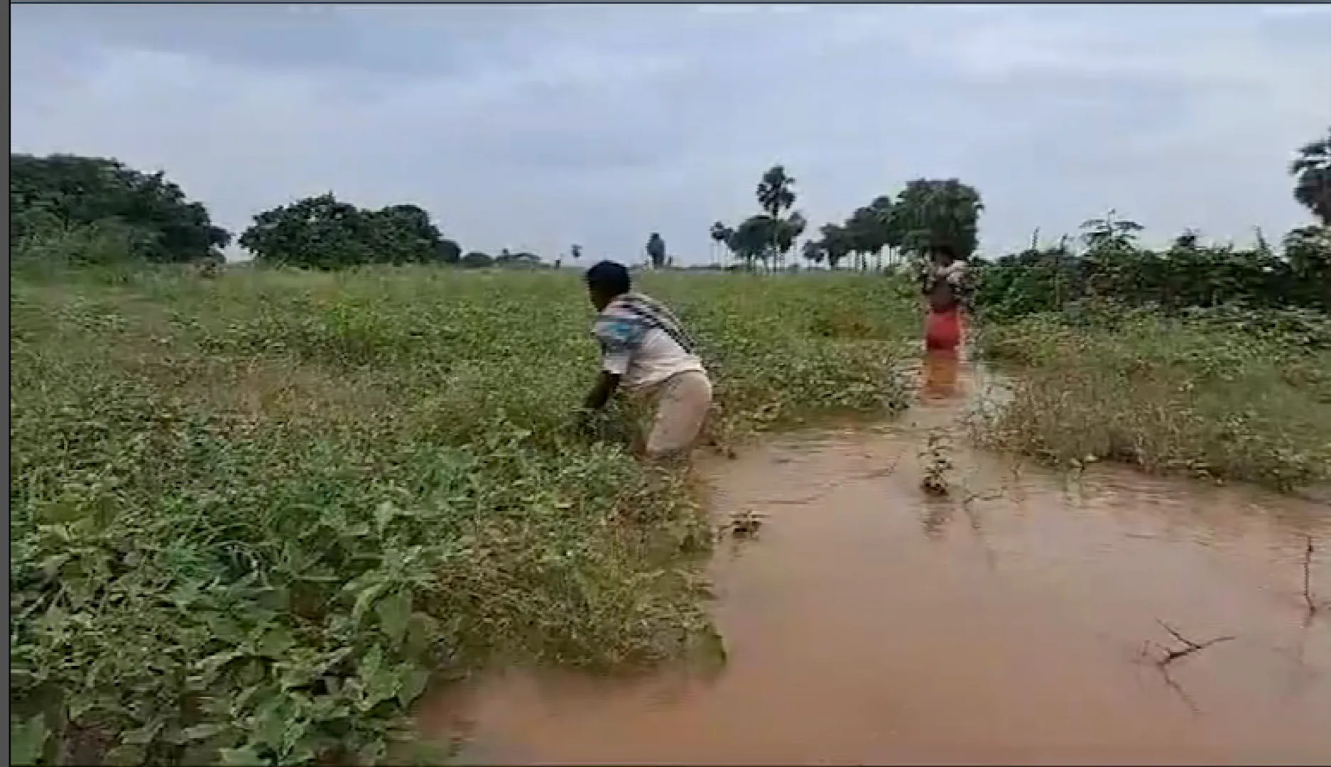 ବନ୍ୟା ଉଜାଡି ଦେଲା ସୁନାର ଫସଲ । କଣାସରେ ଚିନ୍ତାରେ ଚାଷୀ, ଏକର ଏକର ଚାଷଜମିରେ ଲହଡି ଭାଙ୍ଗୁଛି ବନ୍ୟା ଜଳ