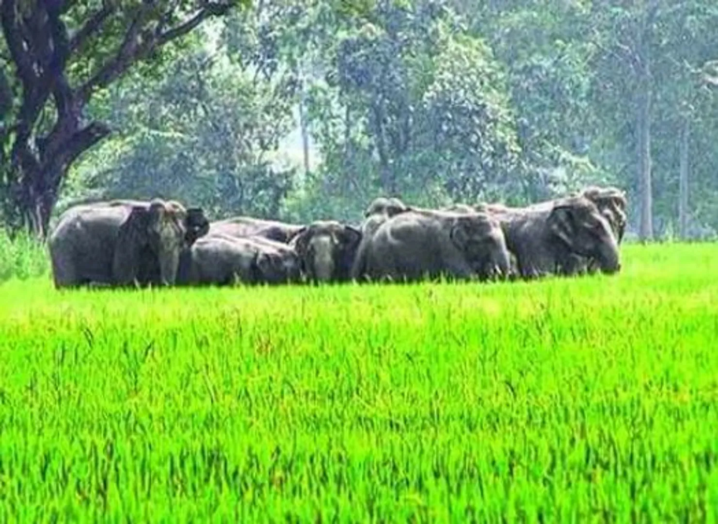 ହାତୀ ଦଳିଦେଉଛି ସୁନାର ଫସଲ ; ଧାନବିଲରେ ପଶିଛନ୍ତି ୧୮ ଟିକିଆ ହାତୀପଲ୍ଲ, ଚିନ୍ତାରେ ଚାଷୀ