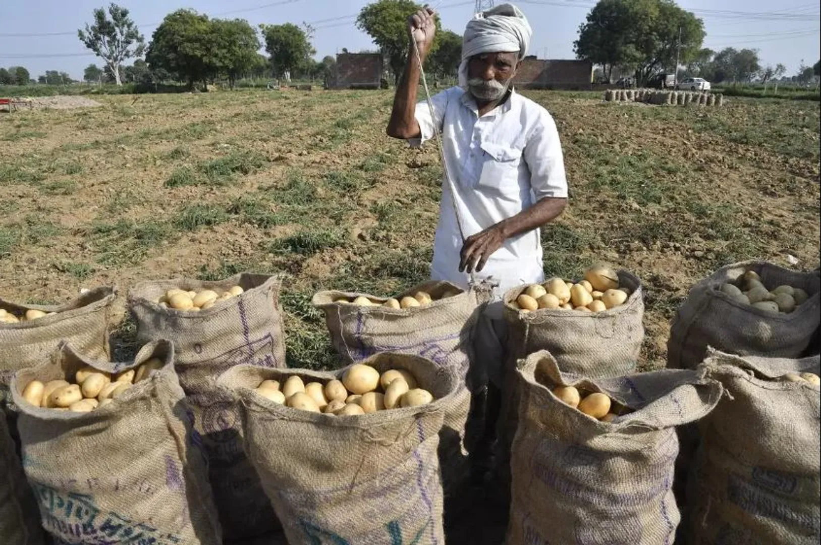 ଅଧିକ ଦିନ ରହୁନାହିଁ ଉତ୍ତରପ୍ରଦେଶରୁ ଆସୁଥିବା ଆଳୁ ;  ଦୁଇ ତିନି ଦିନ ପରେ ପଚି ନଷ୍ଟ ହୋଇଯାଉଛି , ଚିନ୍ତାରେ ଗୋଦାମ ମାଲିକ 