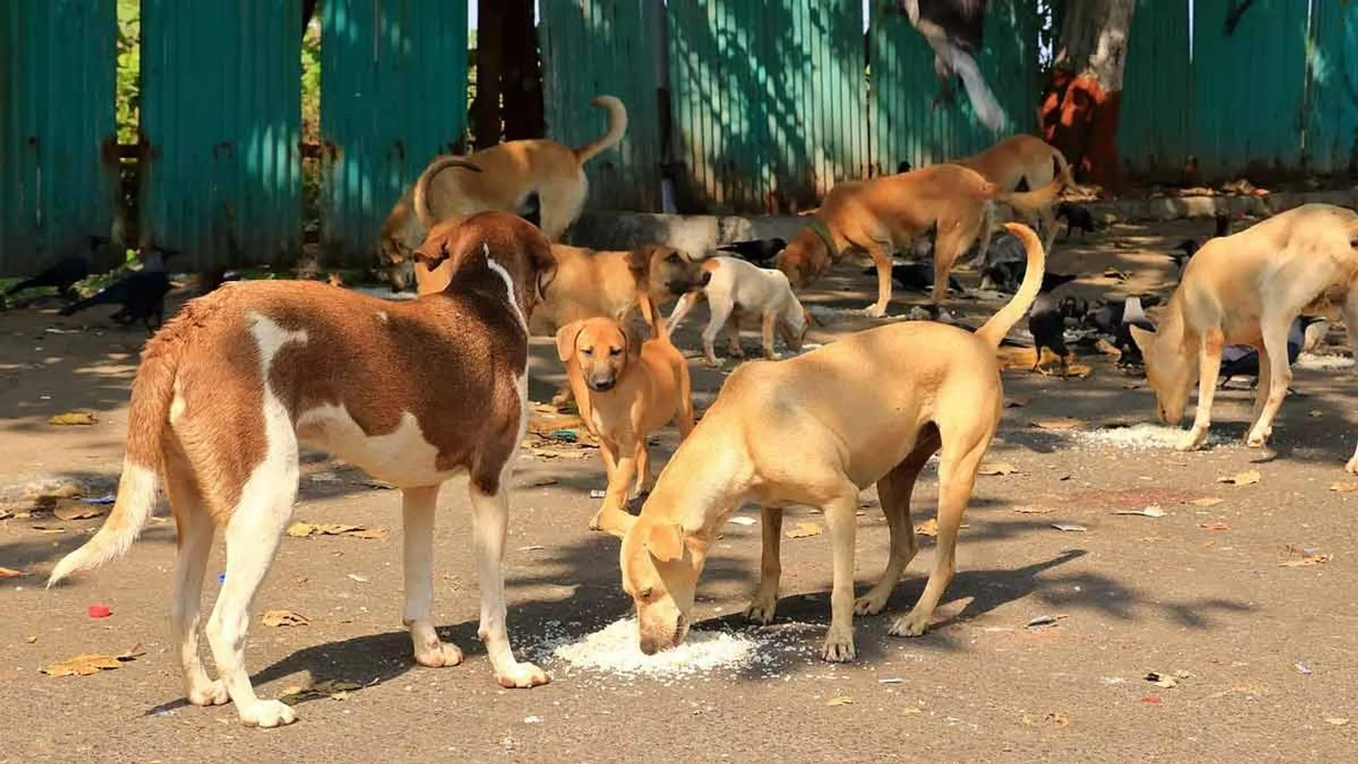 streetdog