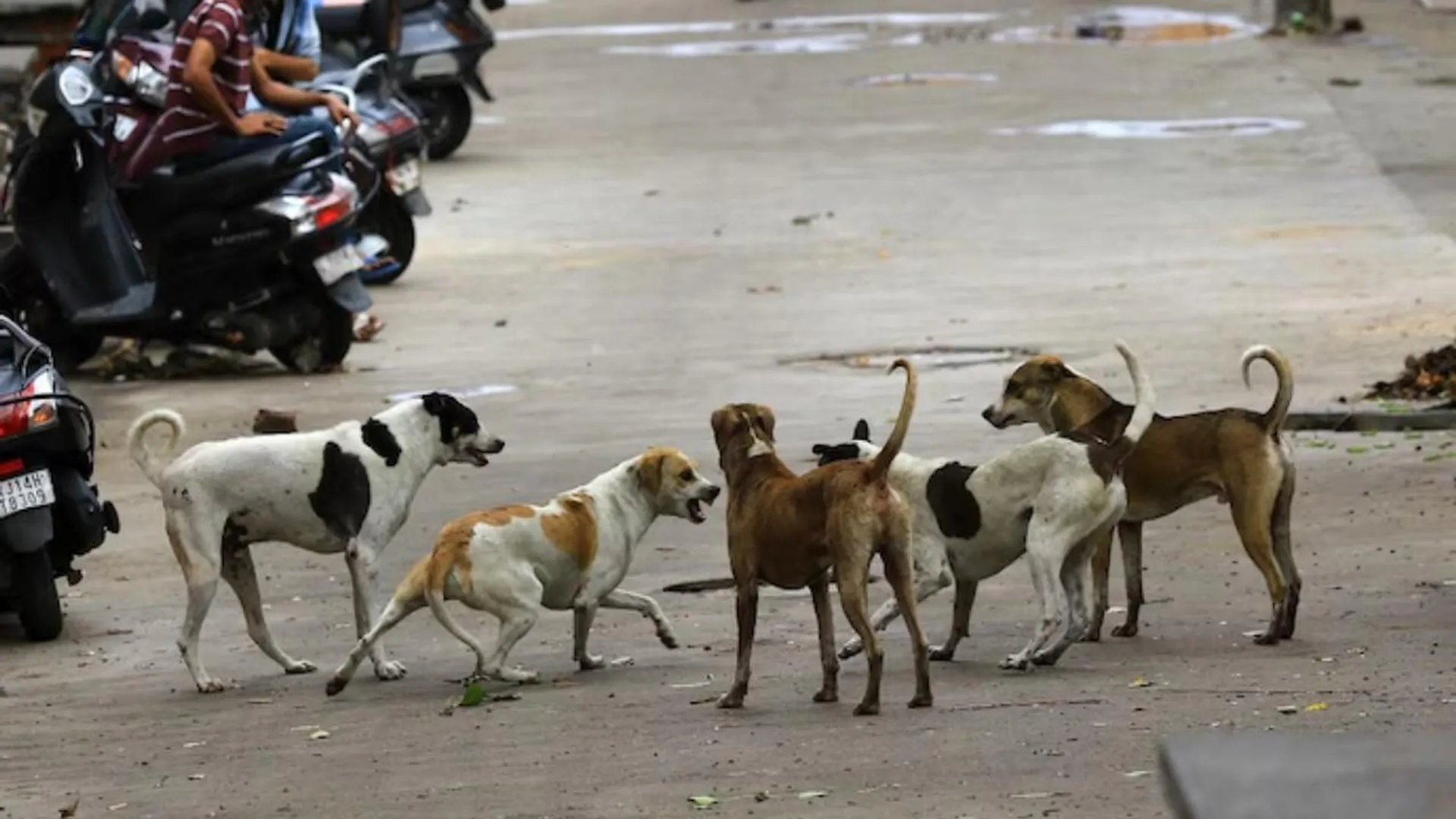 dog