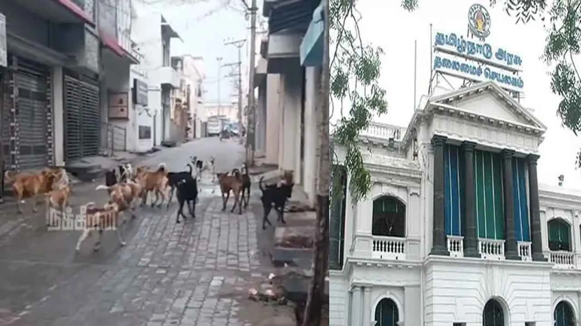 stray-dog-tn-govt