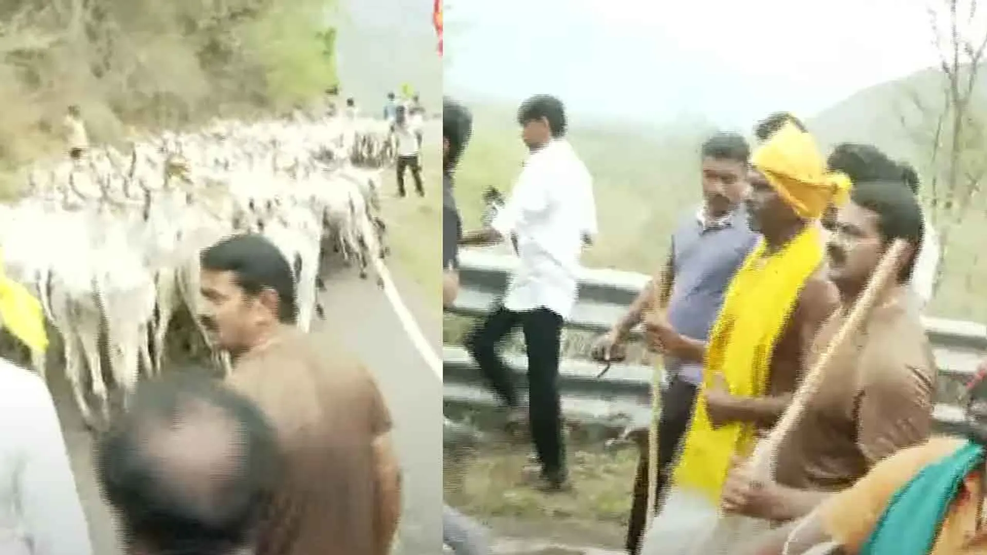 cow-pro-seeman