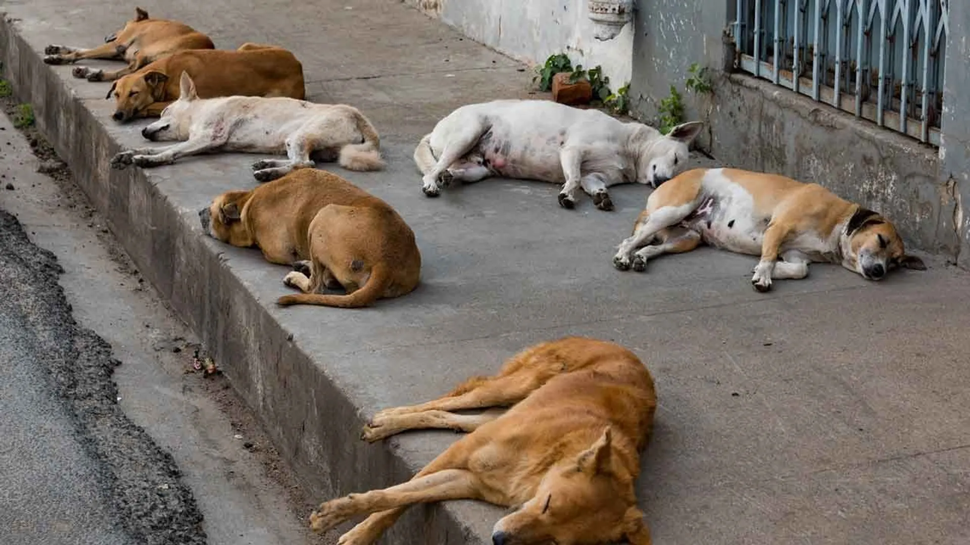 streetdogs