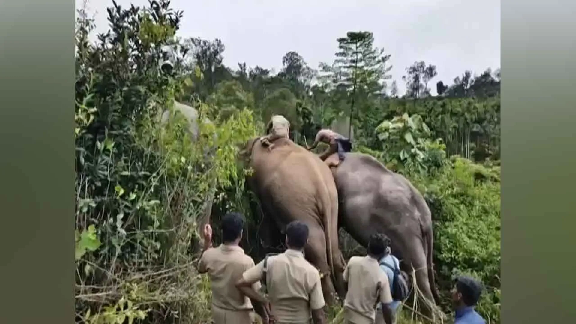 nil-elephant