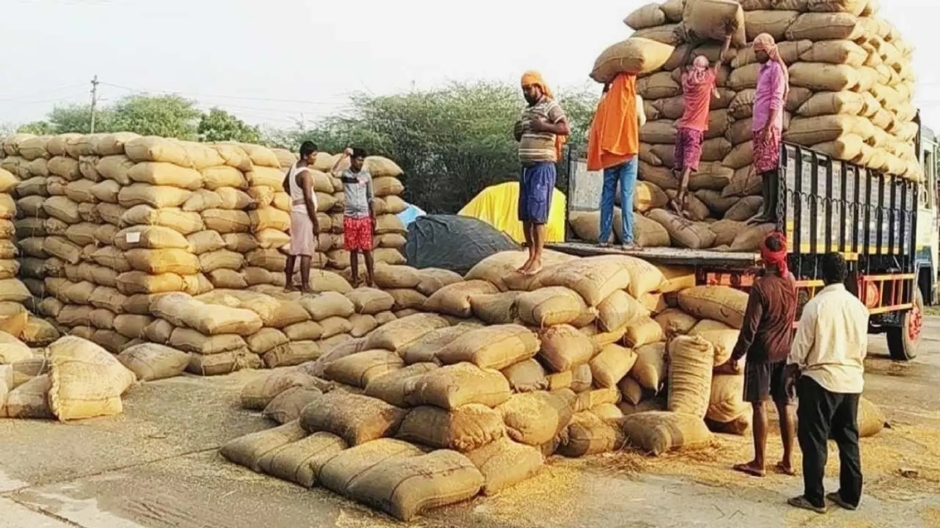 paddy-lorry-stock
