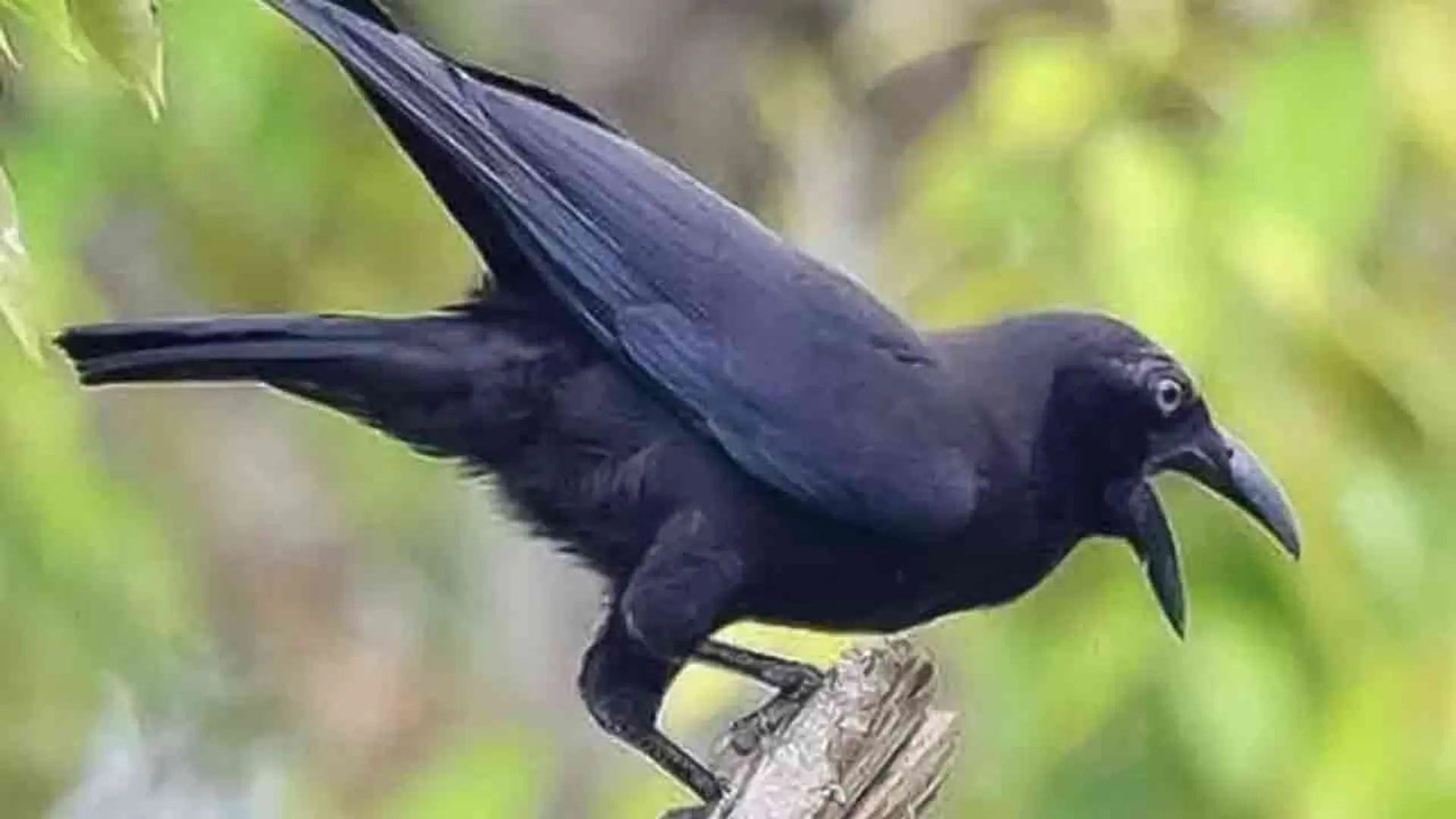 crow